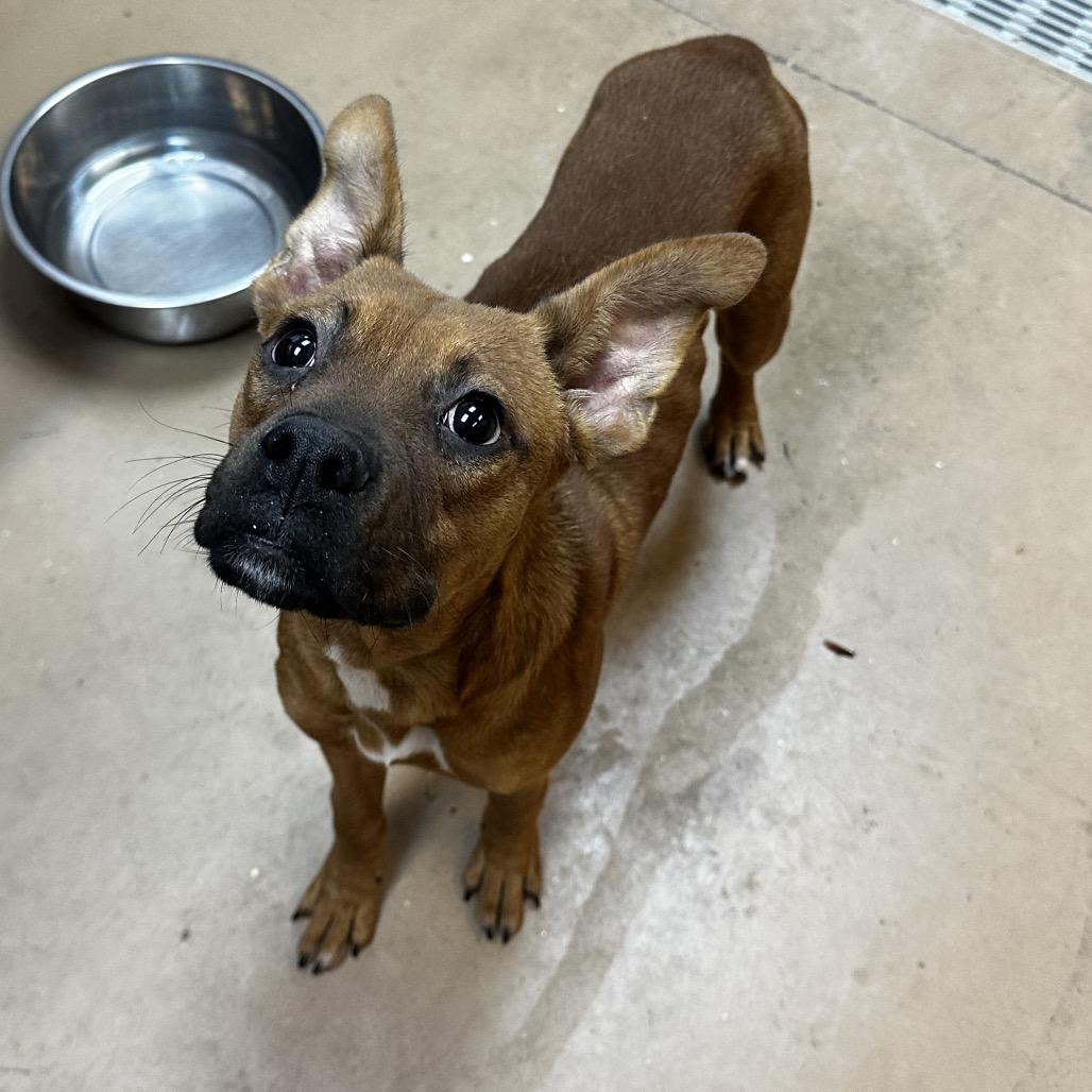 Enlarge Gremlin, a Adoptable Mixed Breed in Gadsden, AL image 4/6