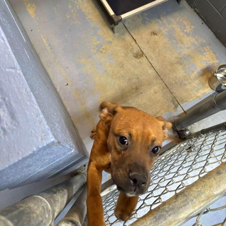 Enlarge Gremlin, a Adoptable Mixed Breed in Gadsden, AL image 6/6