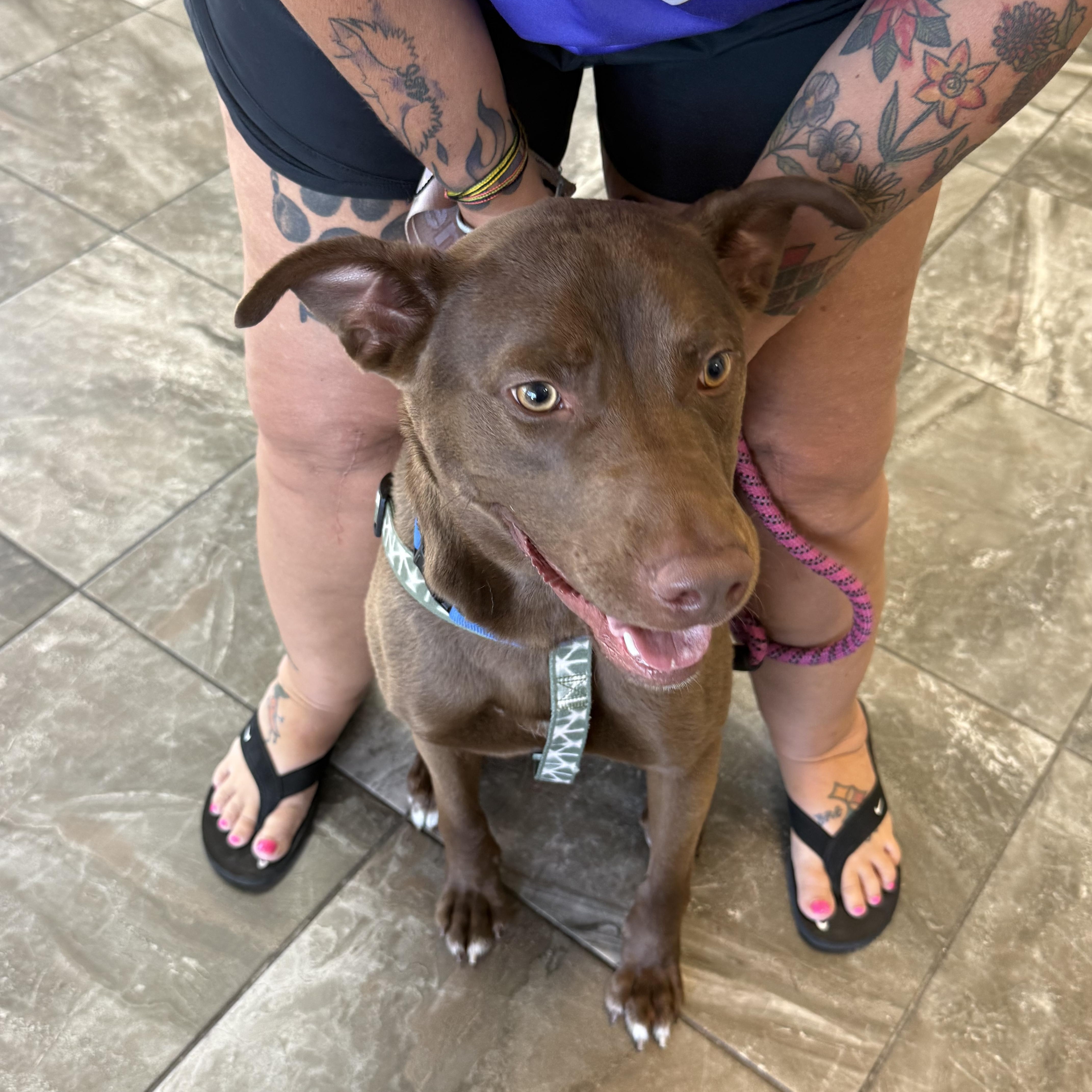 Enlarge Bear, a ADOPTABLE mixed breed in Palm Bay, FL image 3/4