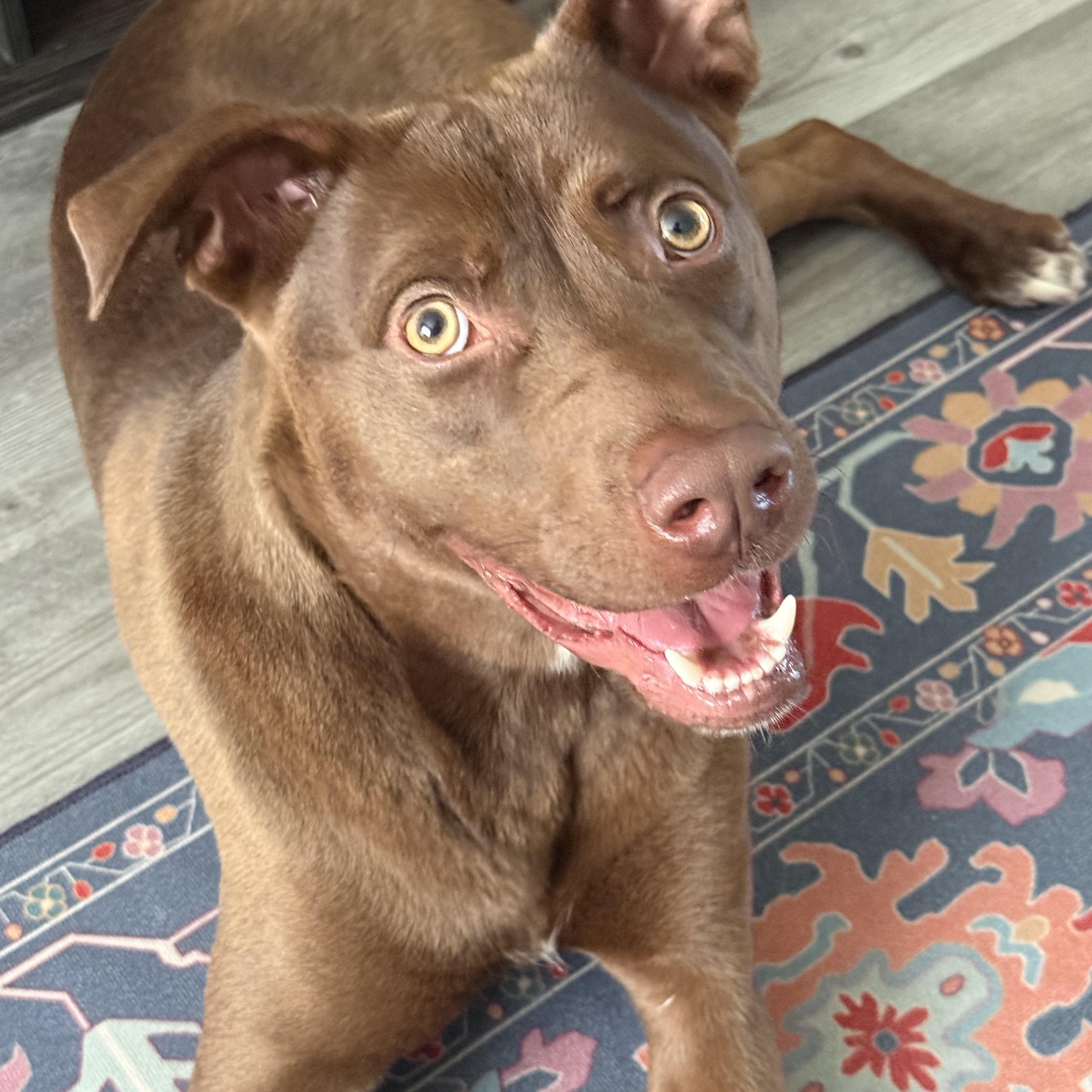 Bear, ADOPTABLE, Puppy Male Chocolate Labrador Retriever & Shepherd.