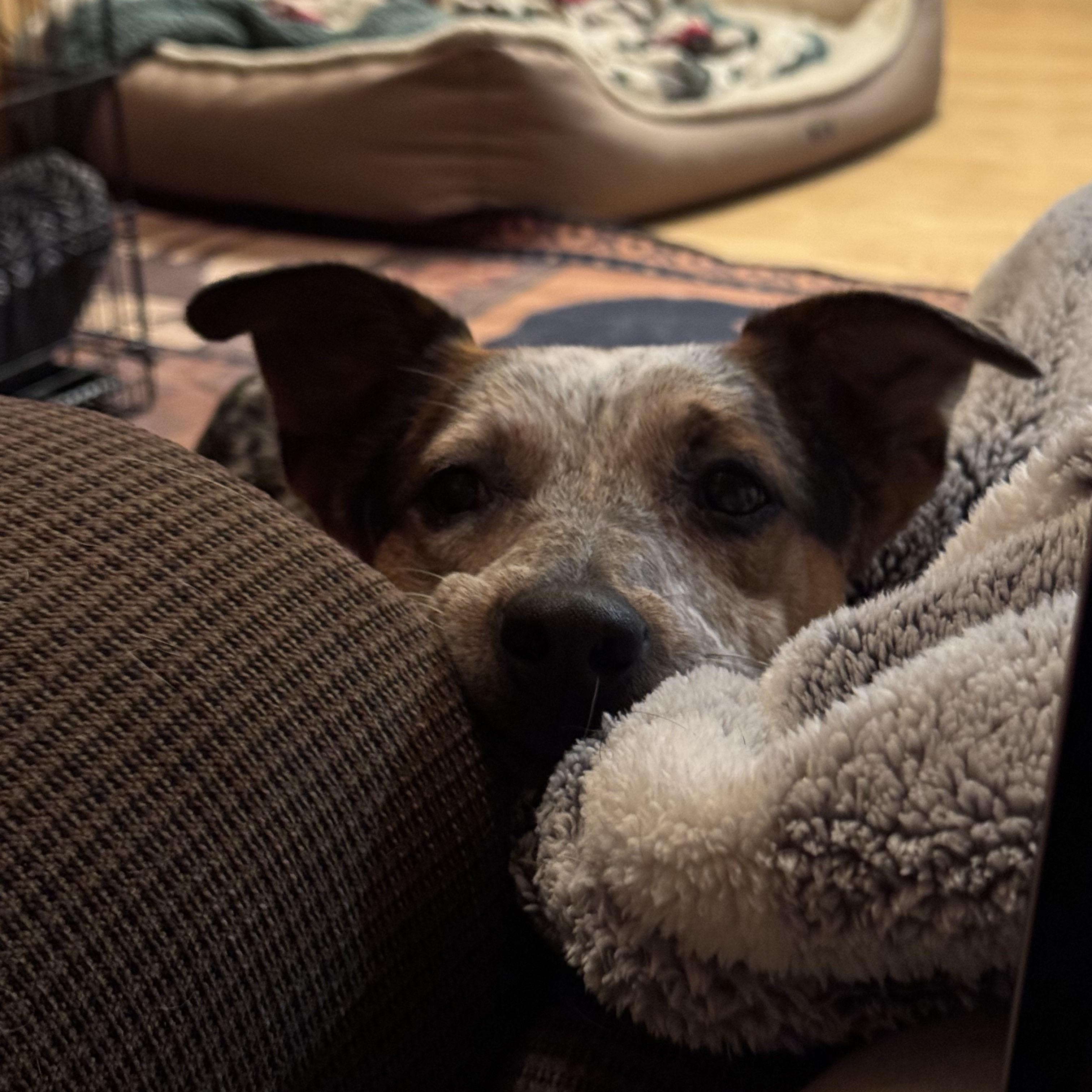 Enlarge Annie, a Adoptable mixed breed in Jay, ME image 5/5