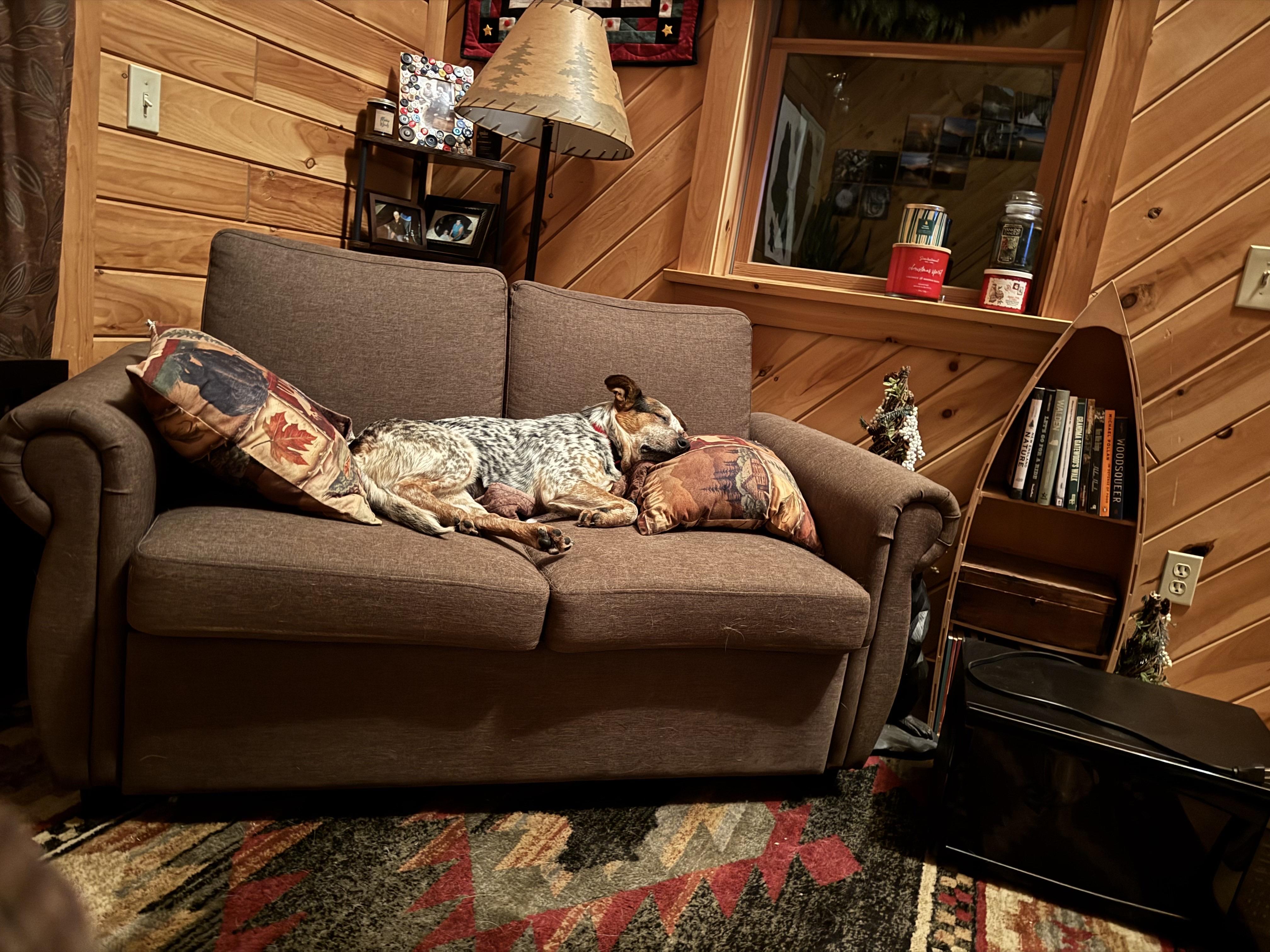 Enlarge Annie, a Adoptable mixed breed in Jay, ME image 4/5