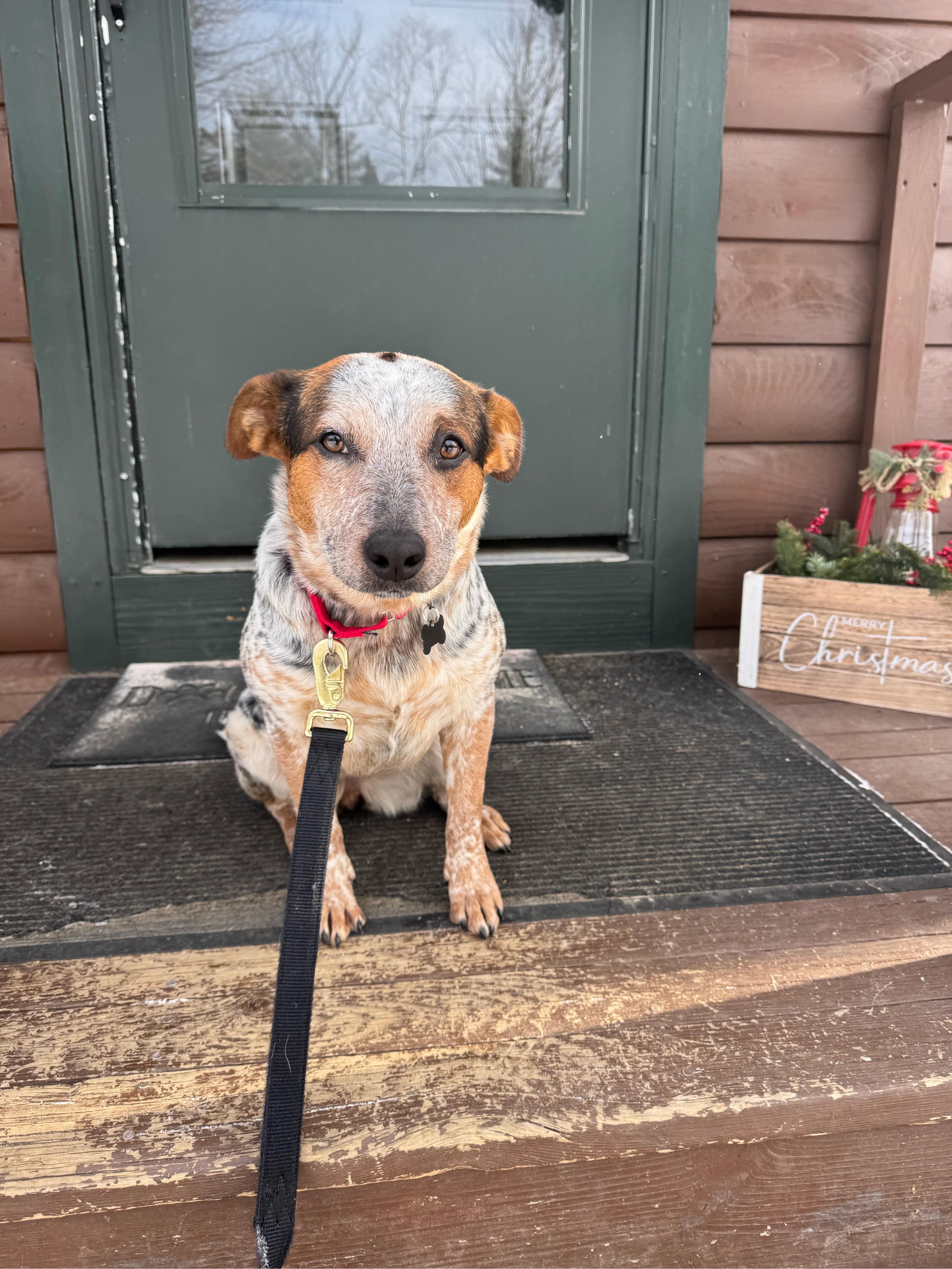 Annie, Adoptable, Young Female Australian Cattle Dog / Blue Heeler.