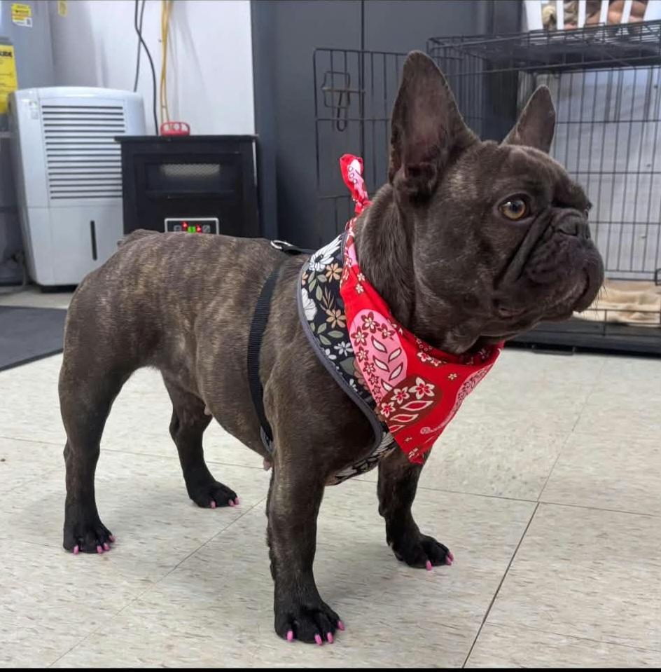 Enlarge Sissy, a Adopted French Bulldog in Clarksburg, MD image 1/2