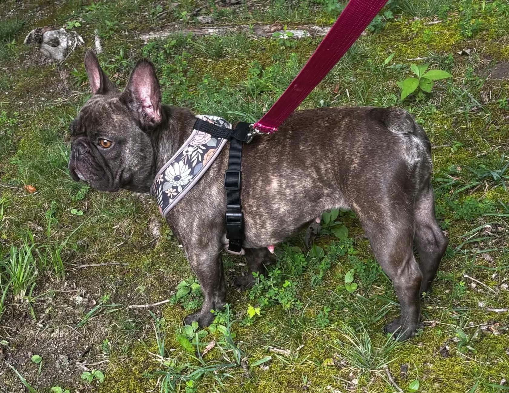 Enlarge Sissy, a Adopted French Bulldog in Clarksburg, MD image 2/2