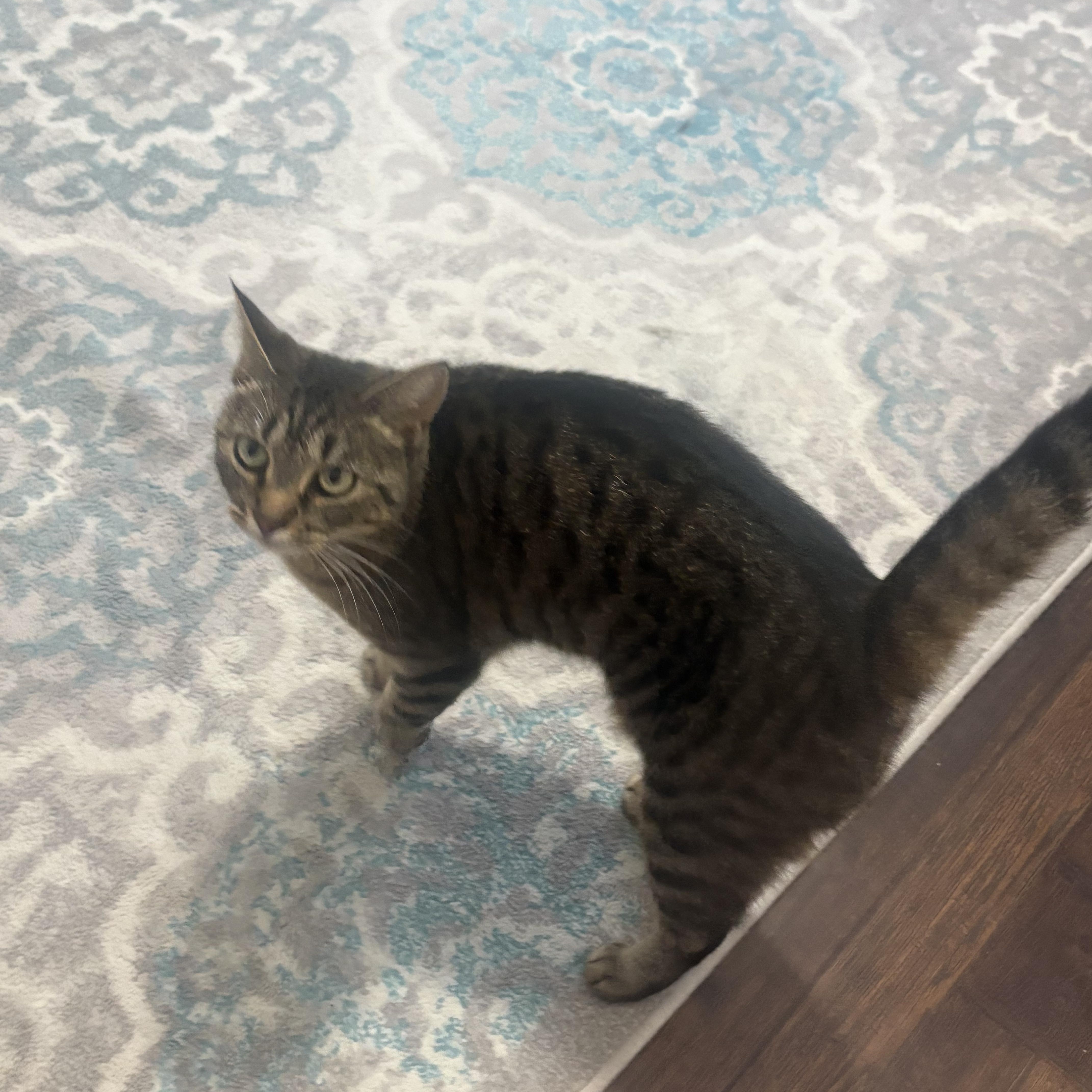 Enlarge Pringles, a Adoptable Tabby in Oriental , NC image 1/1