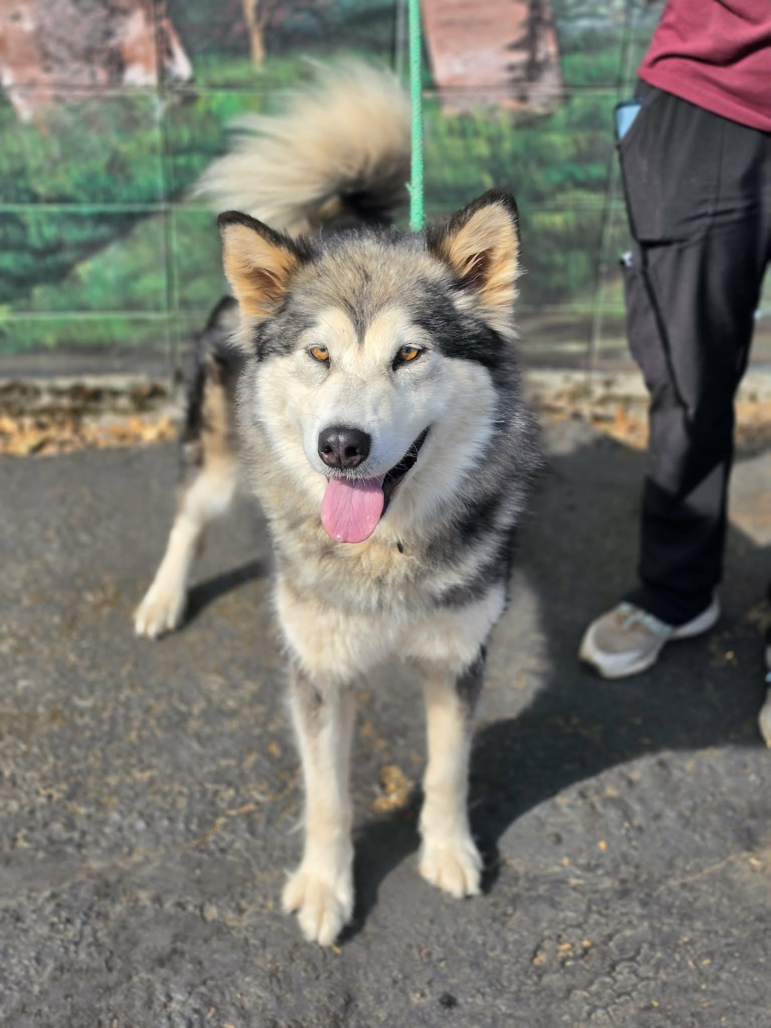 Guinevere, ADOPTABLE, Adult Female Alaskan Malamute.
