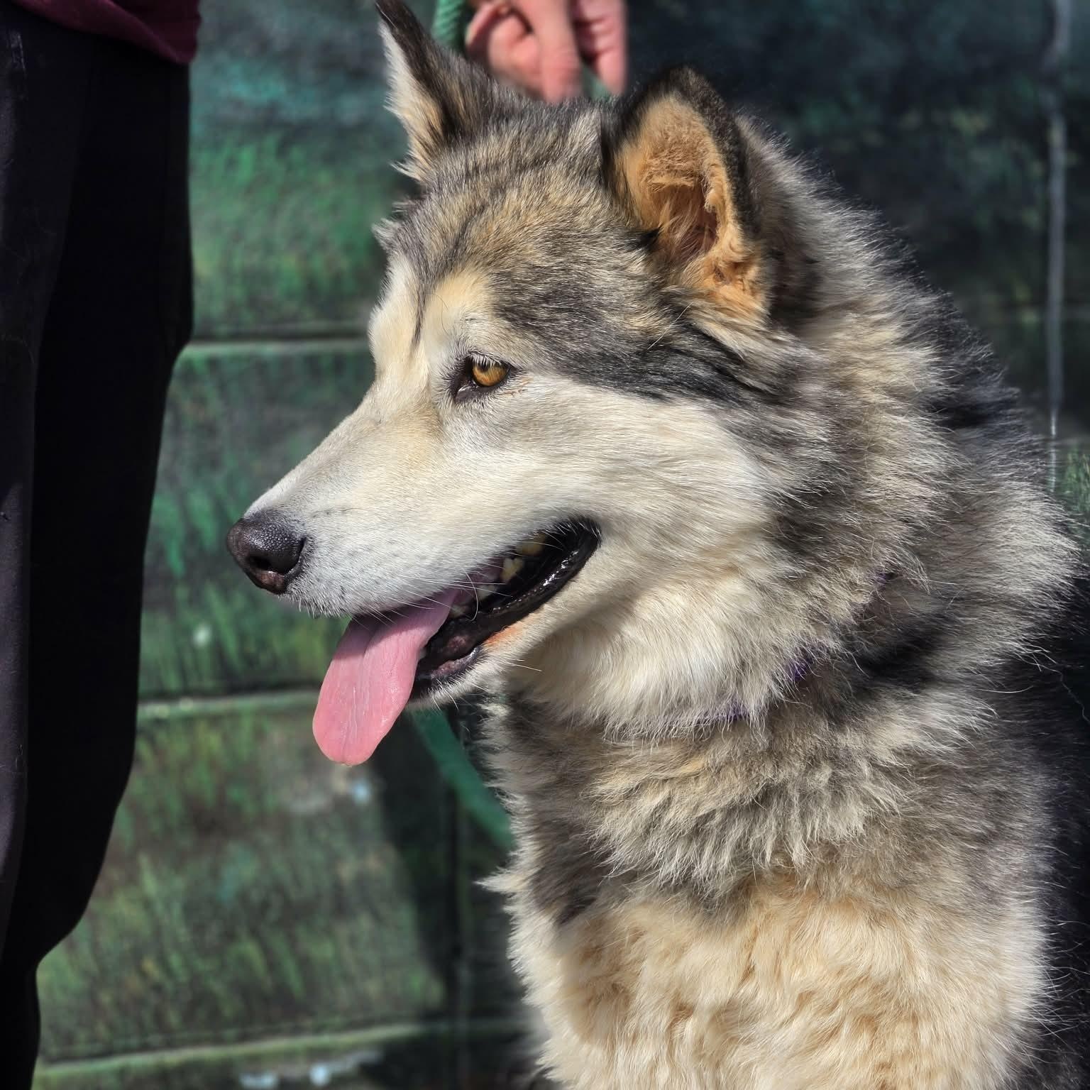 Enlarge Guinevere, a ADOPTABLE Alaskan Malamute in Grants Pass, OR image 3/4