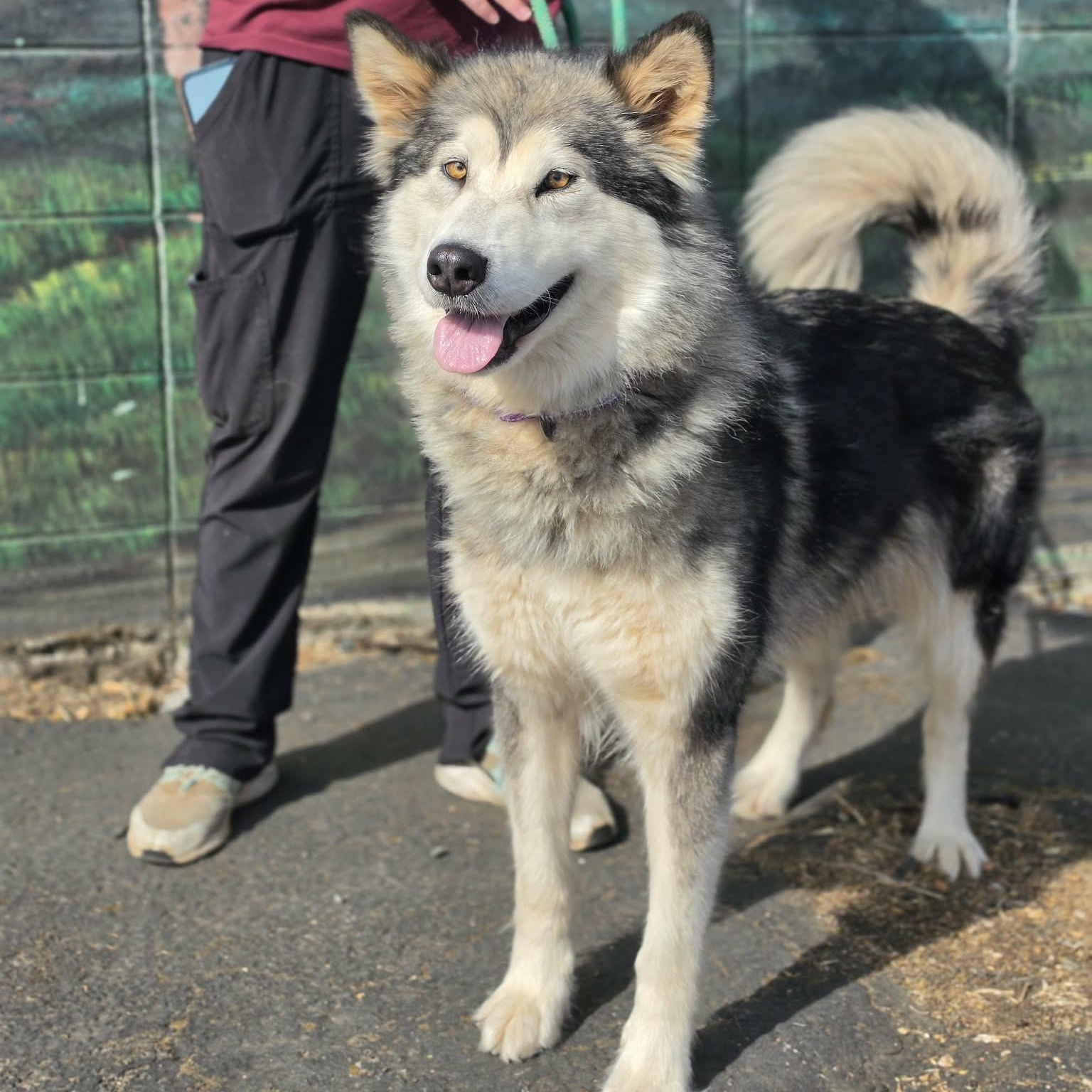 Enlarge Guinevere, a ADOPTABLE Alaskan Malamute in Grants Pass, OR image 4/4