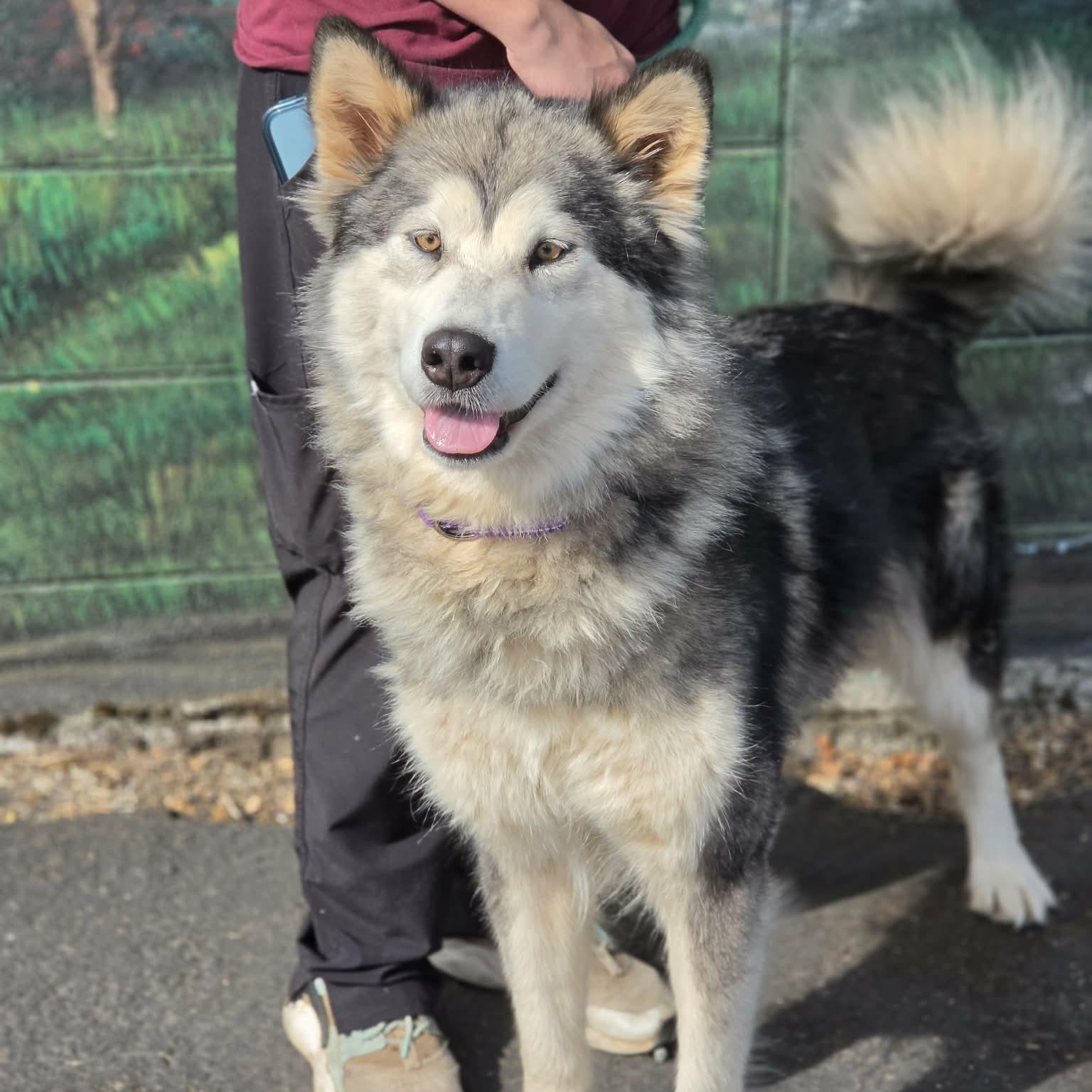 Enlarge Guinevere, a ADOPTABLE Alaskan Malamute in Grants Pass, OR image 2/4