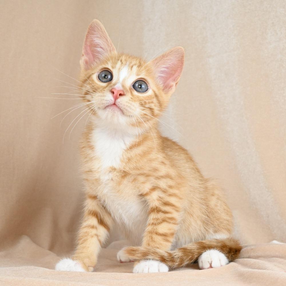 Jordan, a Adoptable Domestic Short Hair in Mobile, AL image 1/6
