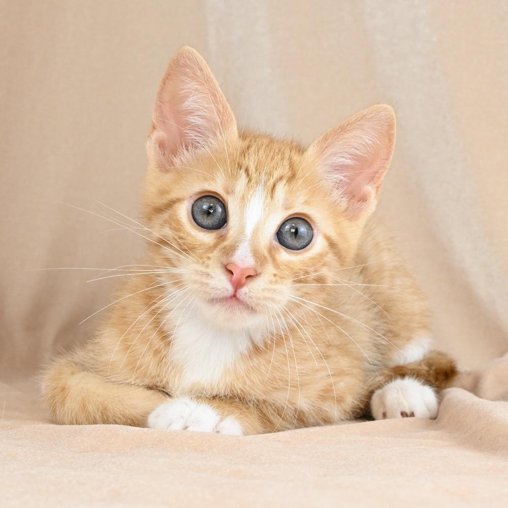 Jordan, a Adoptable Domestic Short Hair in Mobile, AL image 2/6