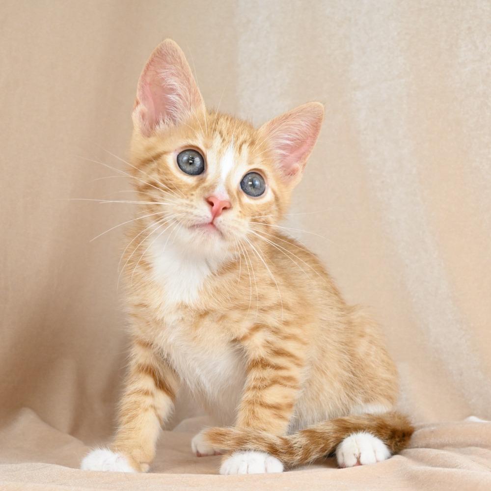 Jordan, a Adoptable Domestic Short Hair in Mobile, AL image 3/6