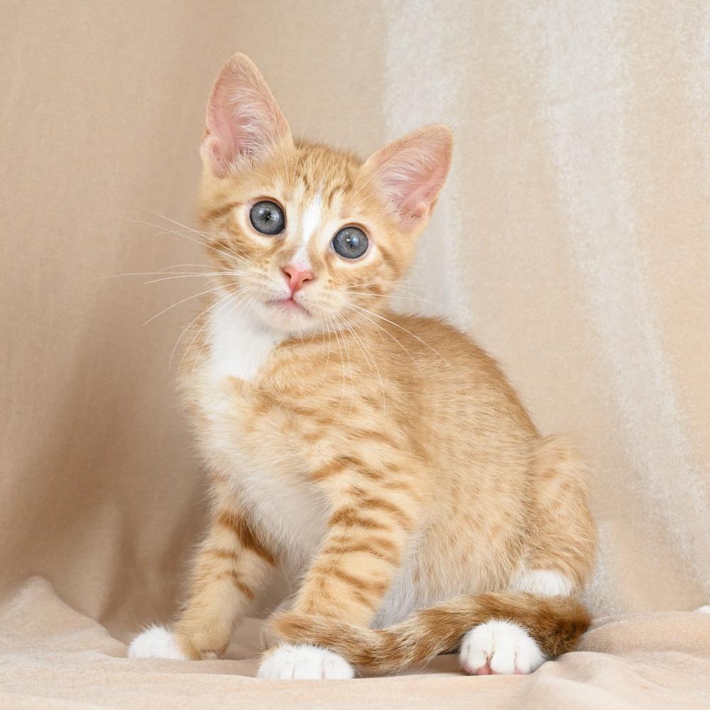 Jordan, a Adoptable Domestic Short Hair in Mobile, AL image 4/6