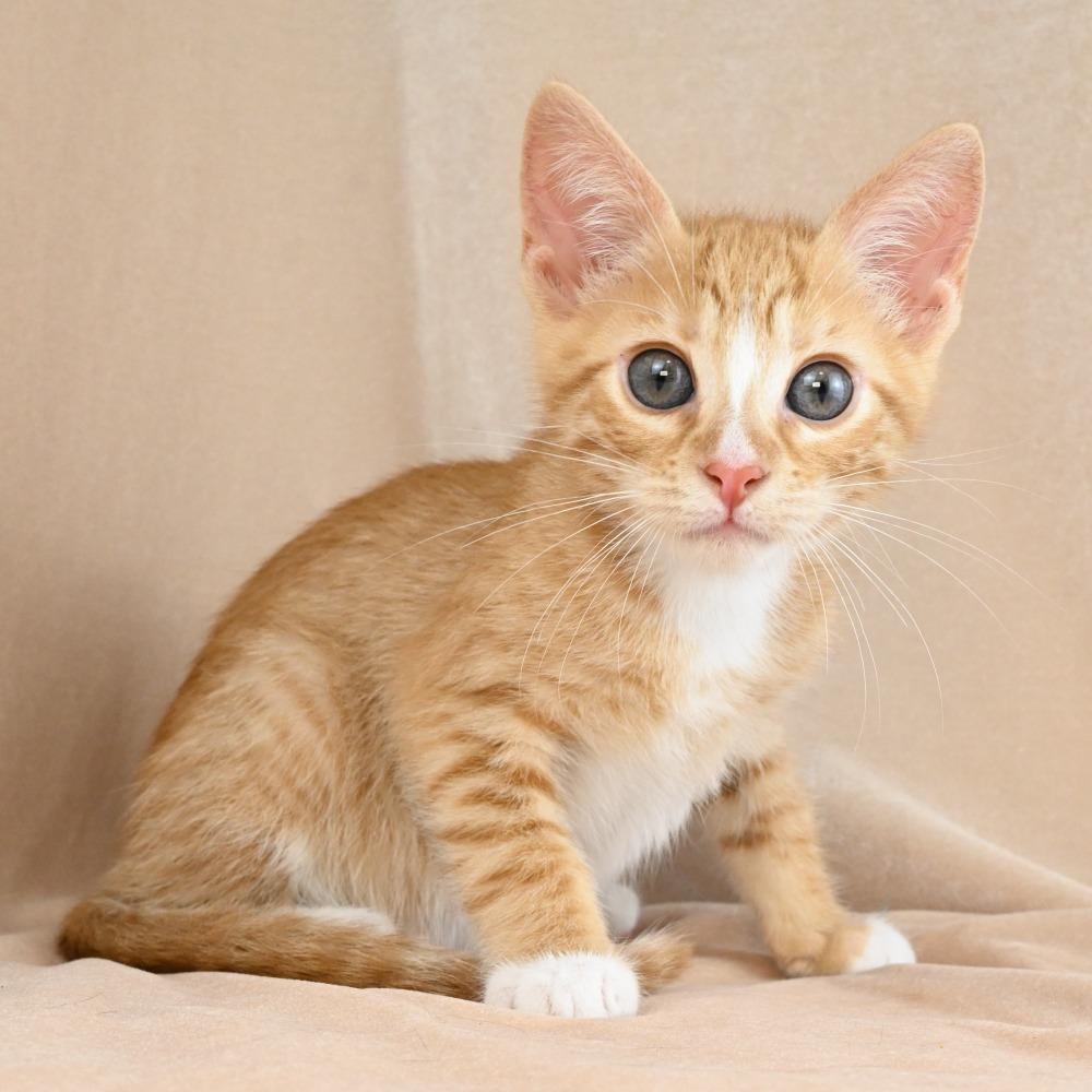 Jordan, a Adoptable Domestic Short Hair in Mobile, AL image 5/6