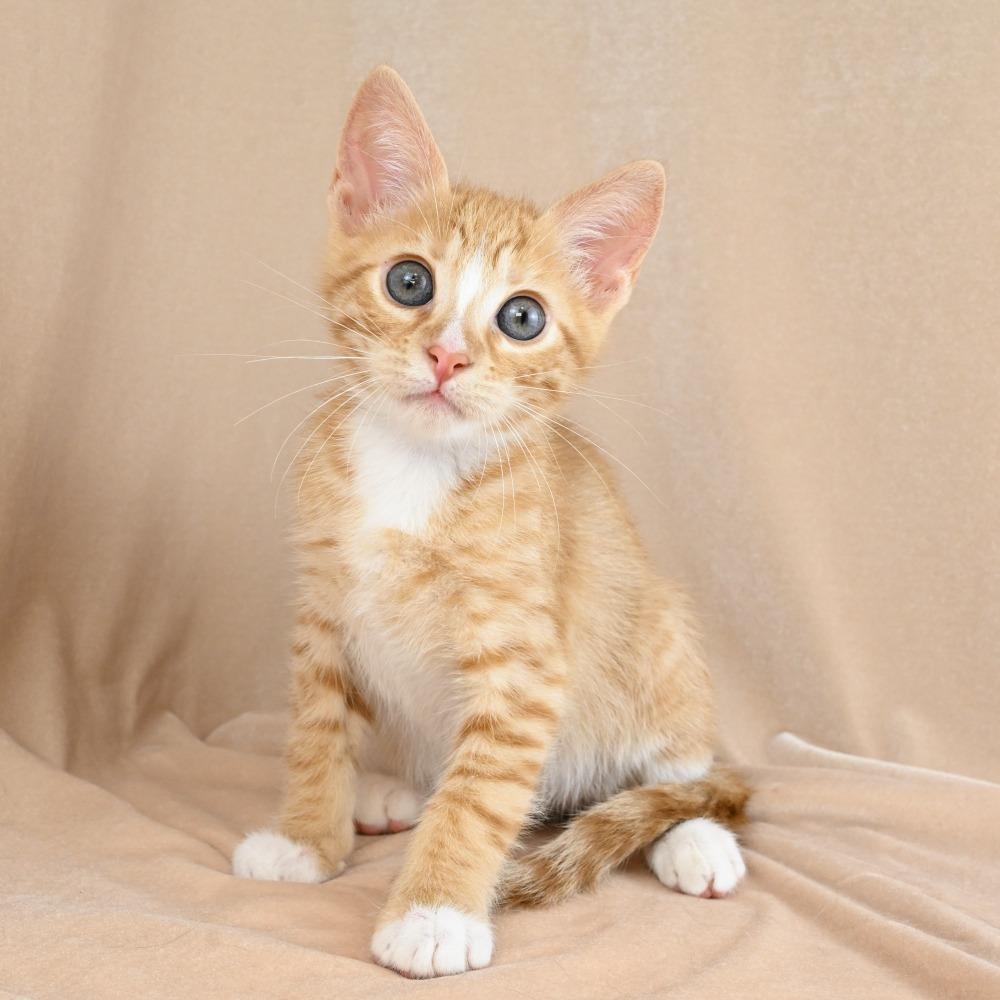Jordan, a Adoptable Domestic Short Hair in Mobile, AL image 6/6