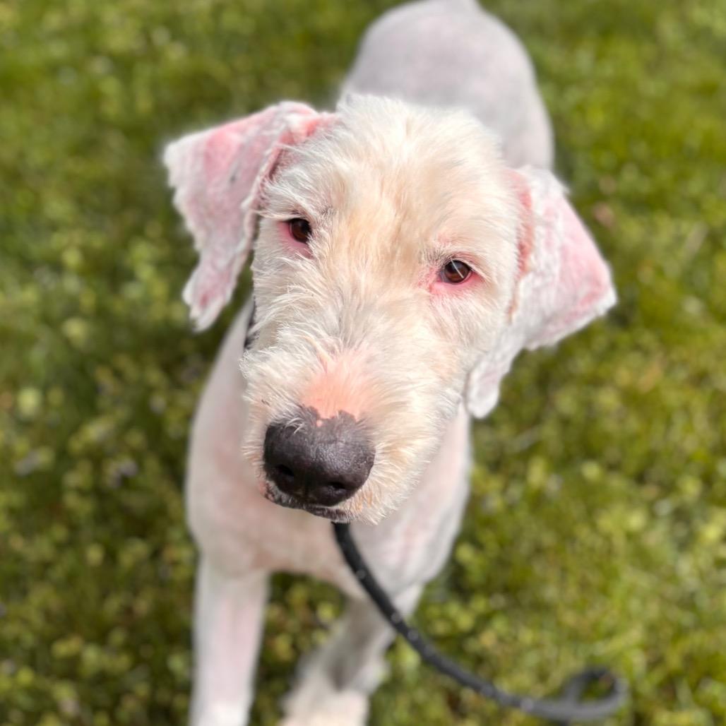 Cash, Adoptable, Adult Male Old English Sheepdog.