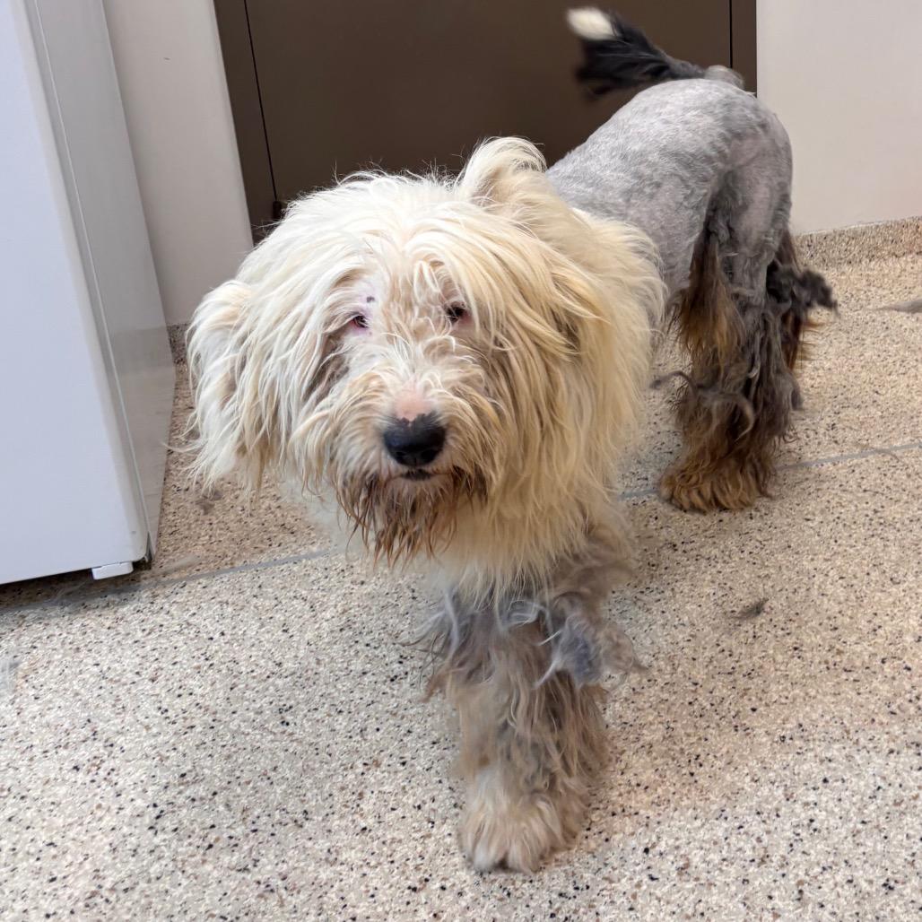 Enlarge Cash, a Adoptable Old English Sheepdog in Nashville, IN image 1/1