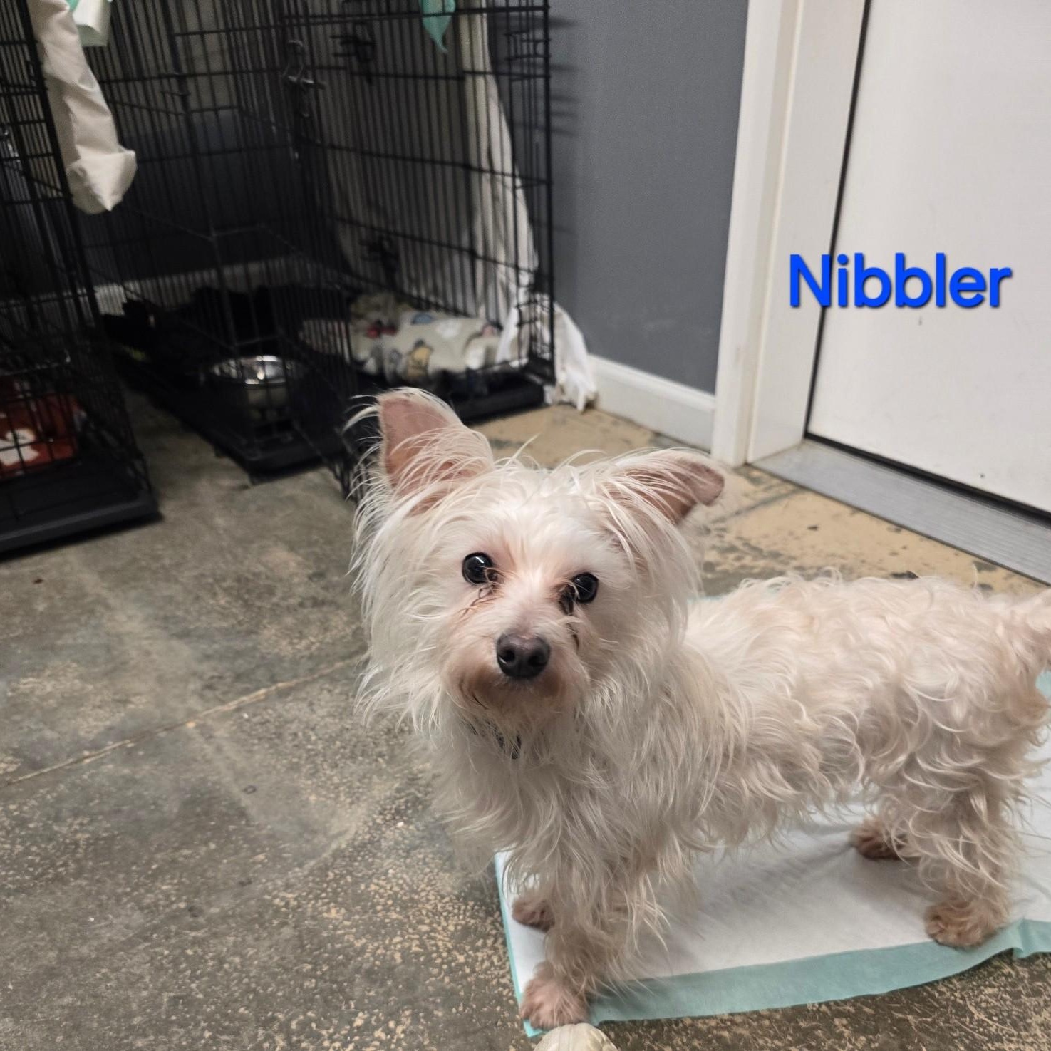 Enlarge Nibbler, an adopted Mixed Breed in Saint Marys, PA image 1/1