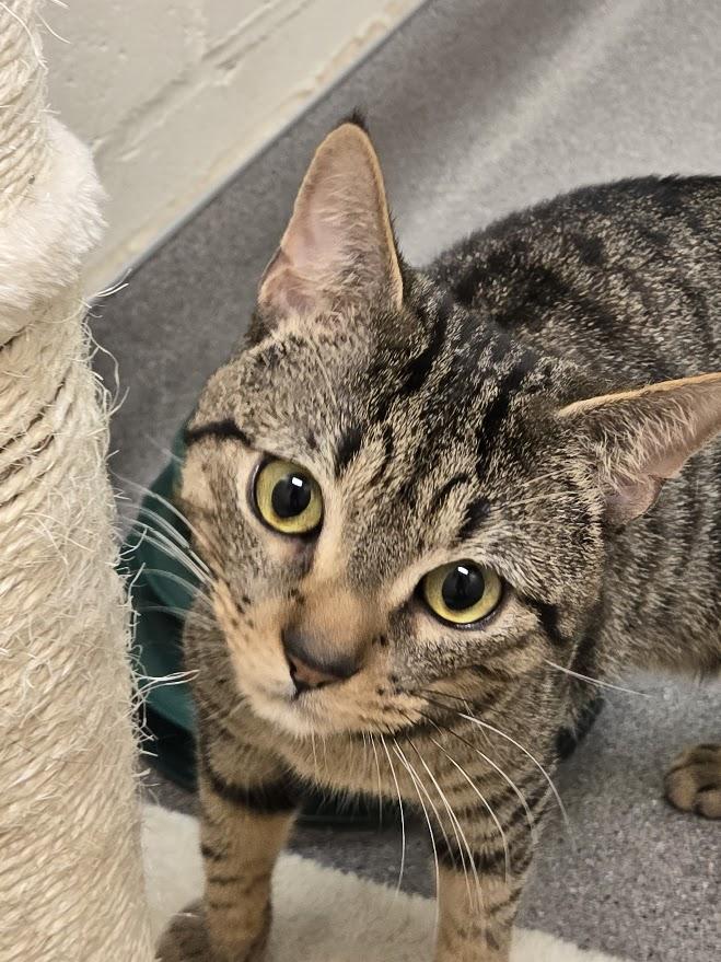 Enlarge Dyer, a ADOPTABLE Tabby in New Rochelle, NY image 2/4