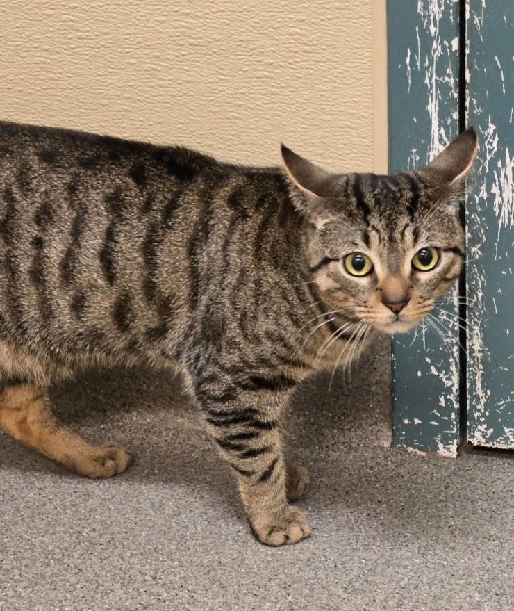 Enlarge Dyer, a ADOPTABLE Tabby in New Rochelle, NY image 3/4