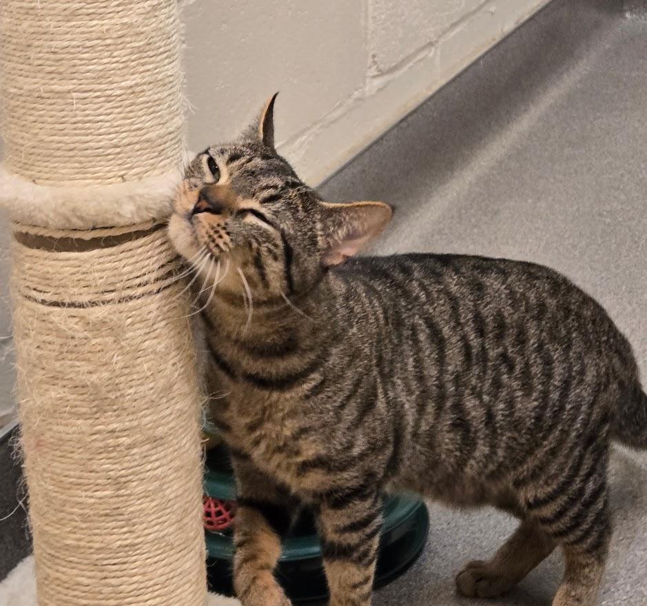 Enlarge Dyer, a ADOPTABLE Tabby in New Rochelle, NY image 4/4