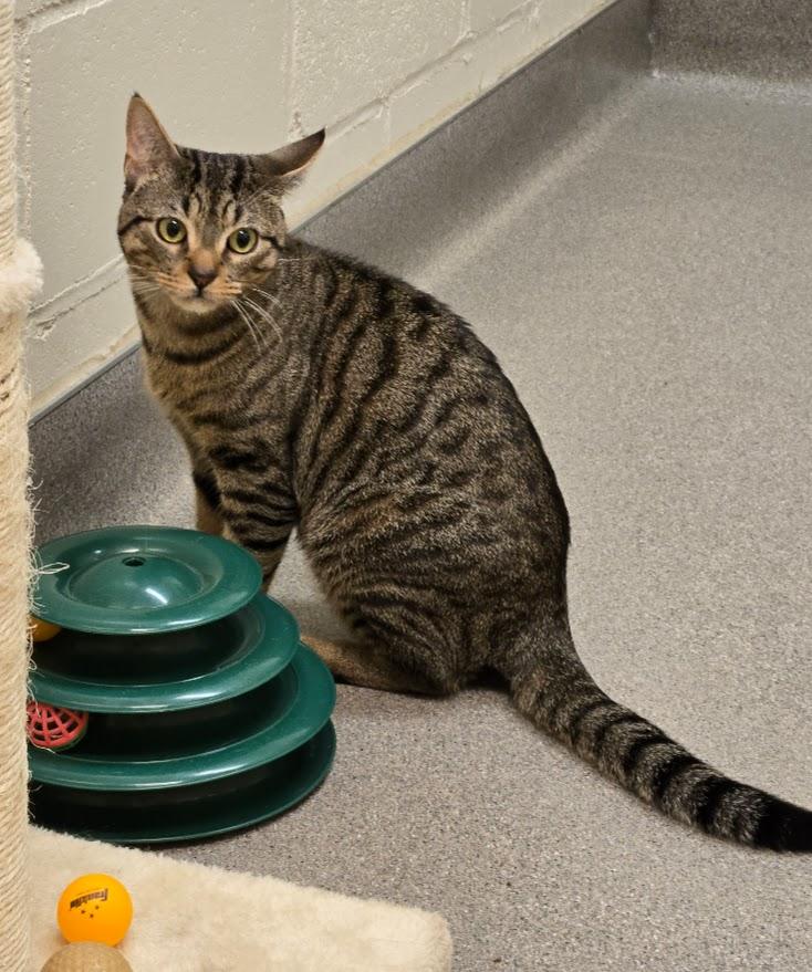 Enlarge Dyer, a ADOPTABLE Tabby in New Rochelle, NY image 1/4