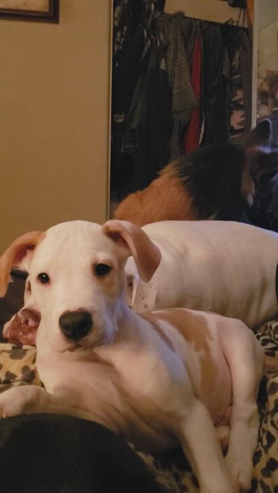 Enlarge Wetherly, a Adopted mixed breed in Roy, WA video 6/11