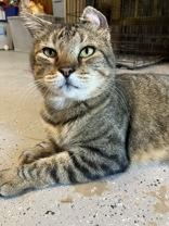 Pippin, Adult Male unknown