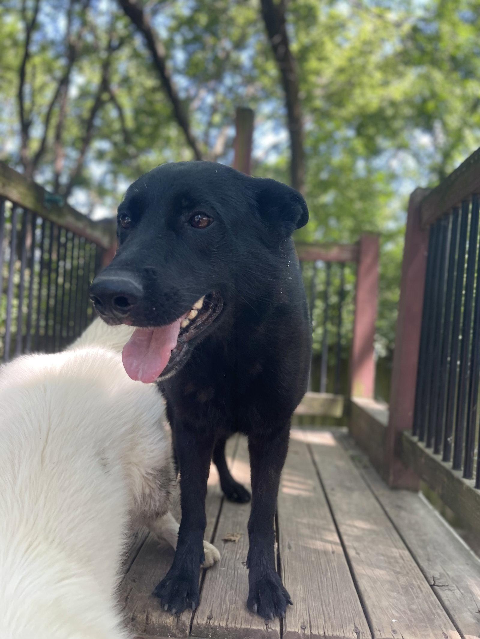 Enlarge Grey, a Adoptable German Shepherd Dog in Leavenworth, KS image 1/3