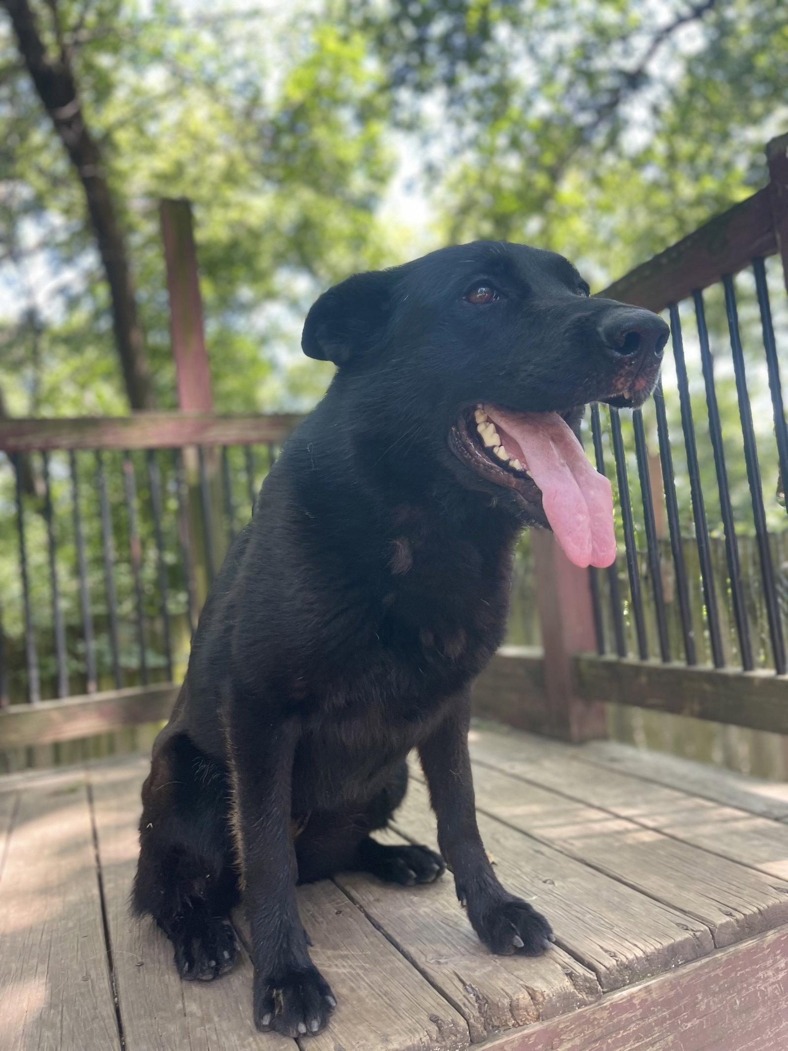 Enlarge Grey, a Adoptable German Shepherd Dog in Leavenworth, KS image 2/3