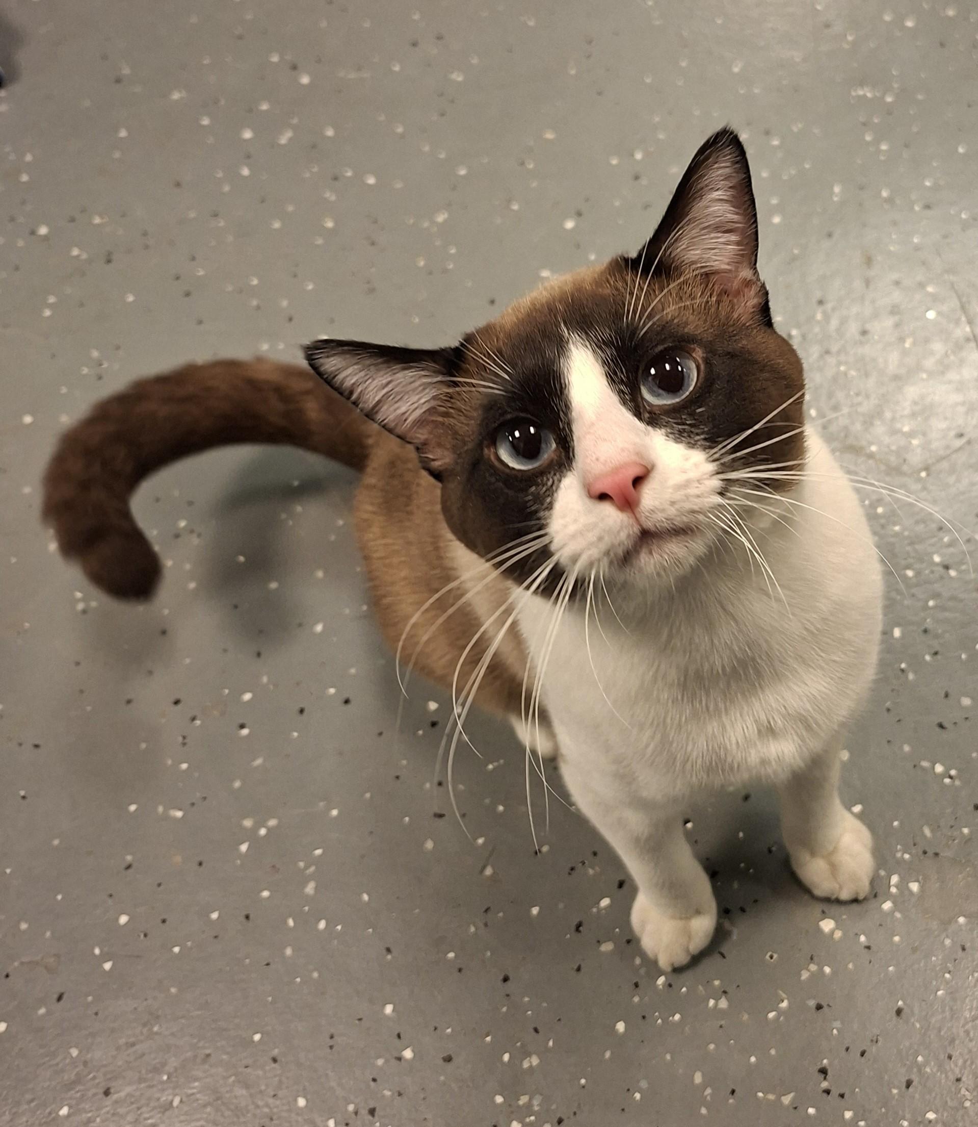 Handsome , ADOPTABLE, Adult Male Domestic Short Hair.