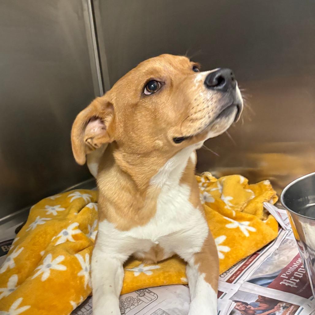 Maribel 042711U, Adoptable, Young Female Labrador Retriever & Mixed Breed.