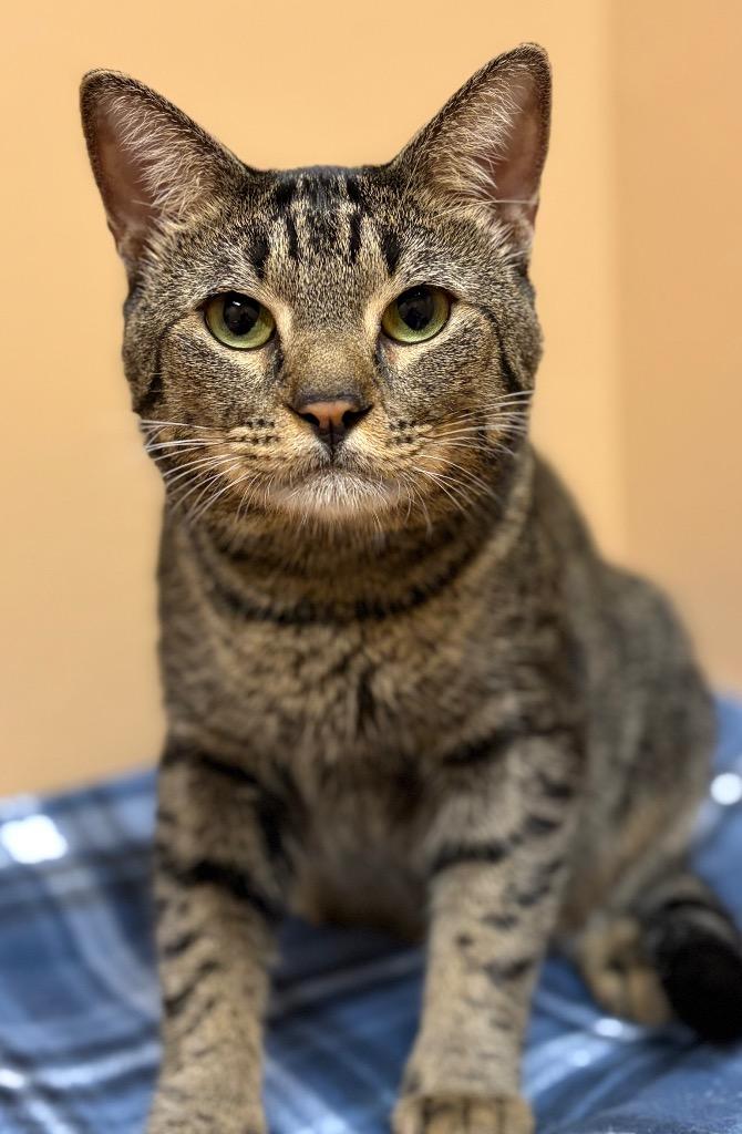 Julius, Adoptable, Young Male Domestic Short Hair.