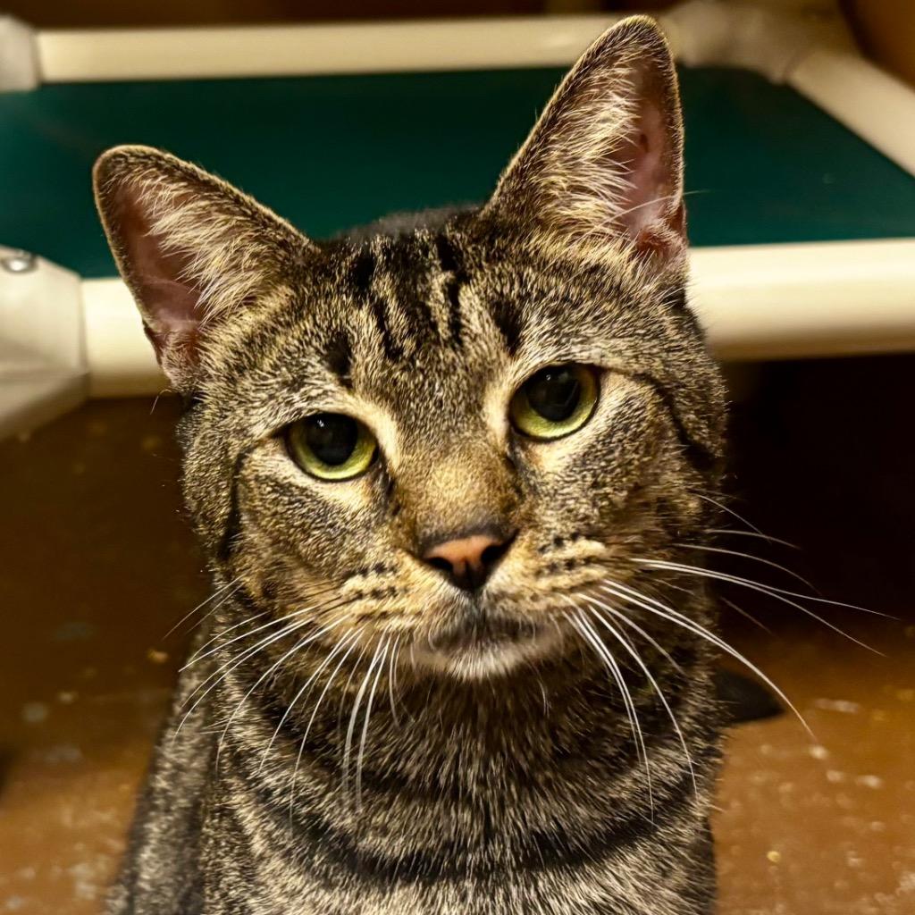 Enlarge Julius, a Adoptable Domestic Short Hair in Ocala, FL image 2/5