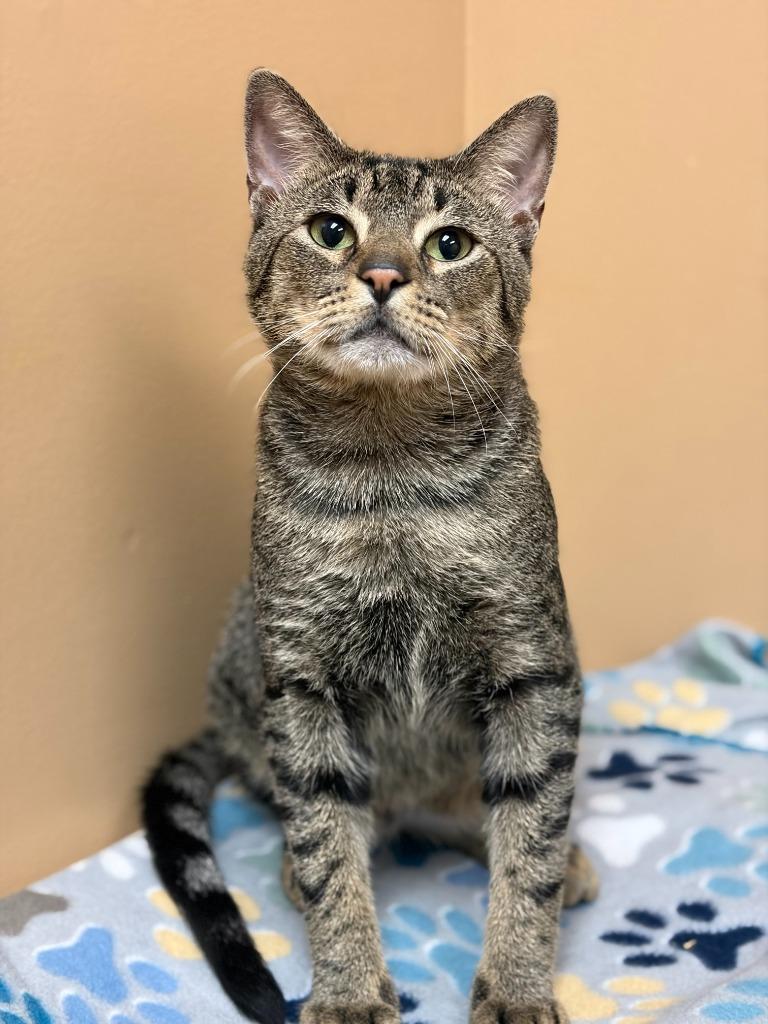 Enlarge Julius, a Adoptable Domestic Short Hair in Ocala, FL image 3/5