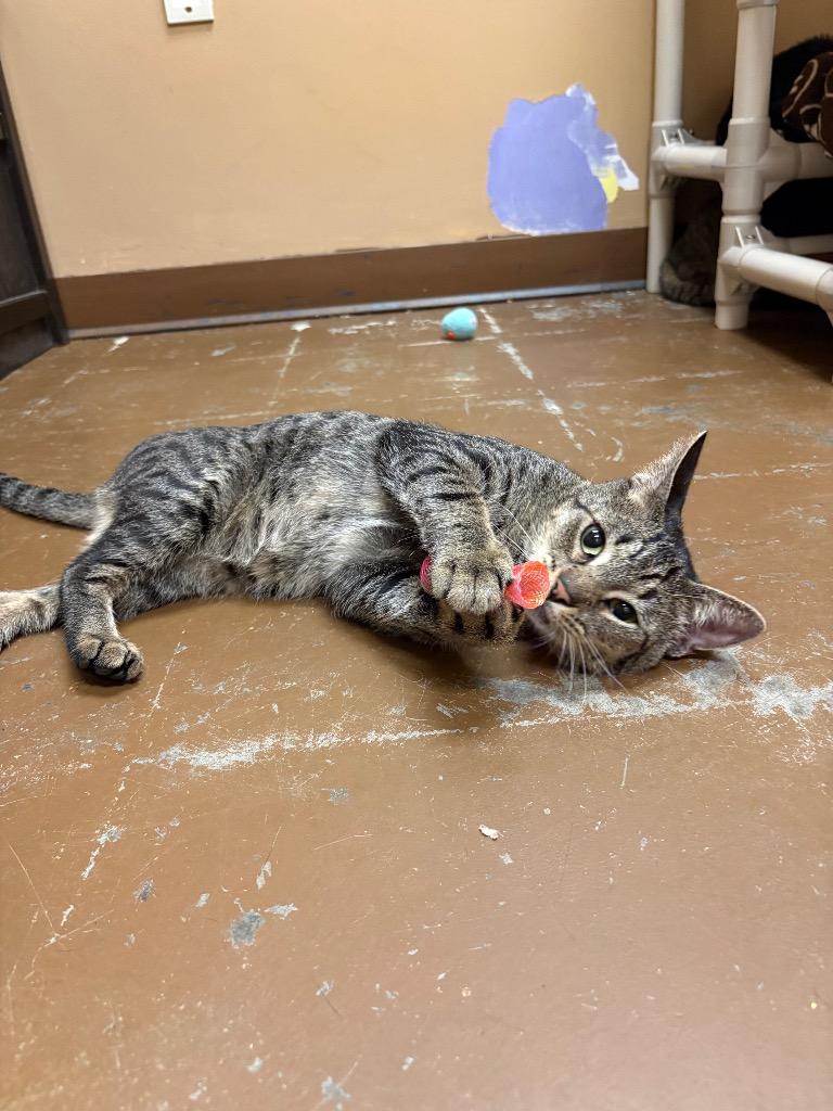 Enlarge Julius, a Adoptable Domestic Short Hair in Ocala, FL image 4/5