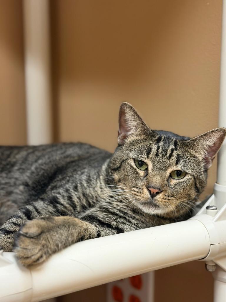 Enlarge Julius, a Adoptable Domestic Short Hair in Ocala, FL image 5/5