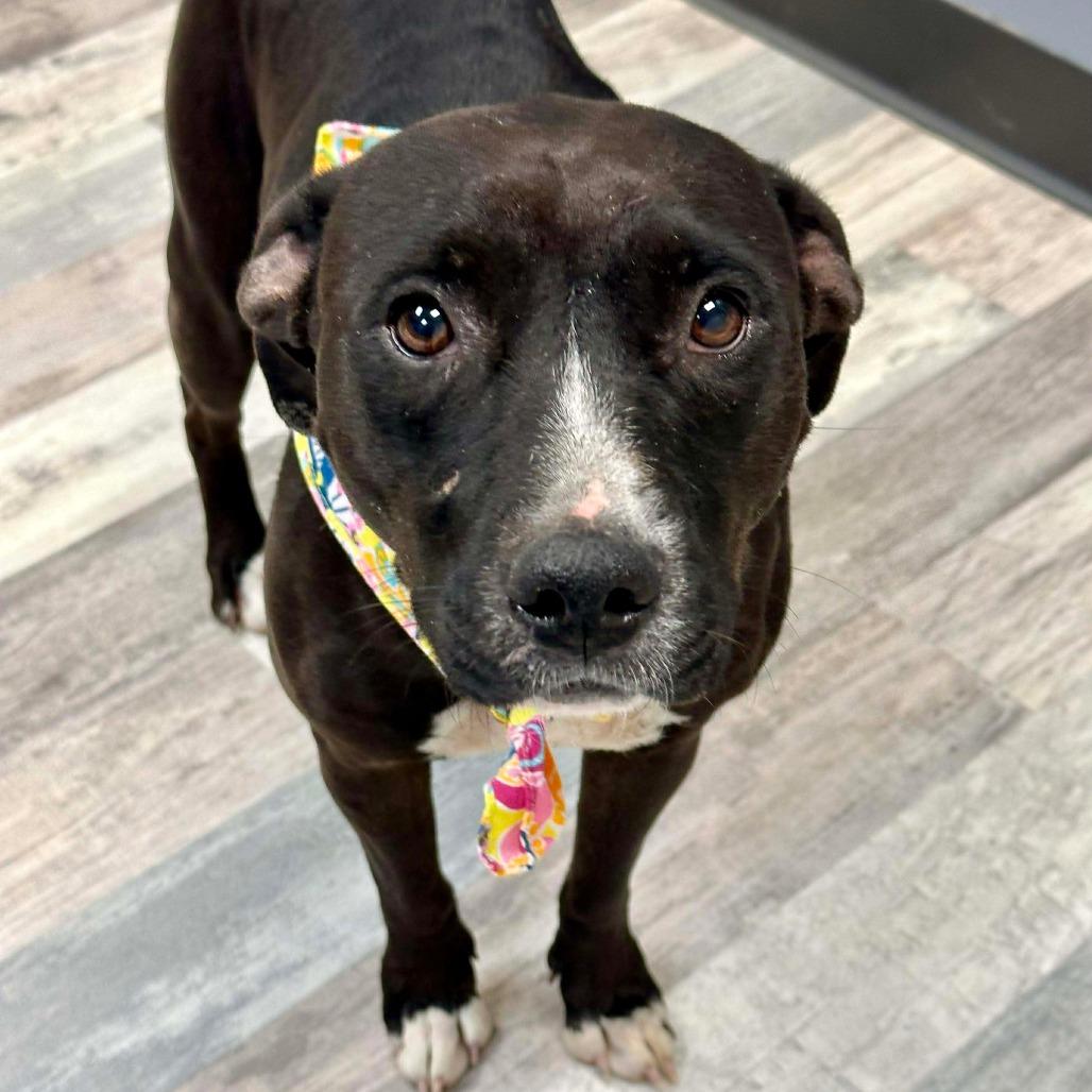 Nyx, Adoptable, Young Female Pit Bull Terrier.