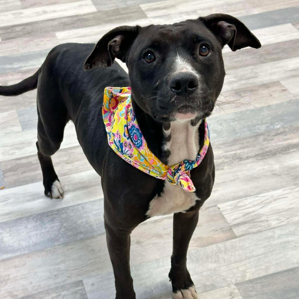 Enlarge Nyx, a Adoptable Pit Bull Terrier in Lufkin, TX image 2/3