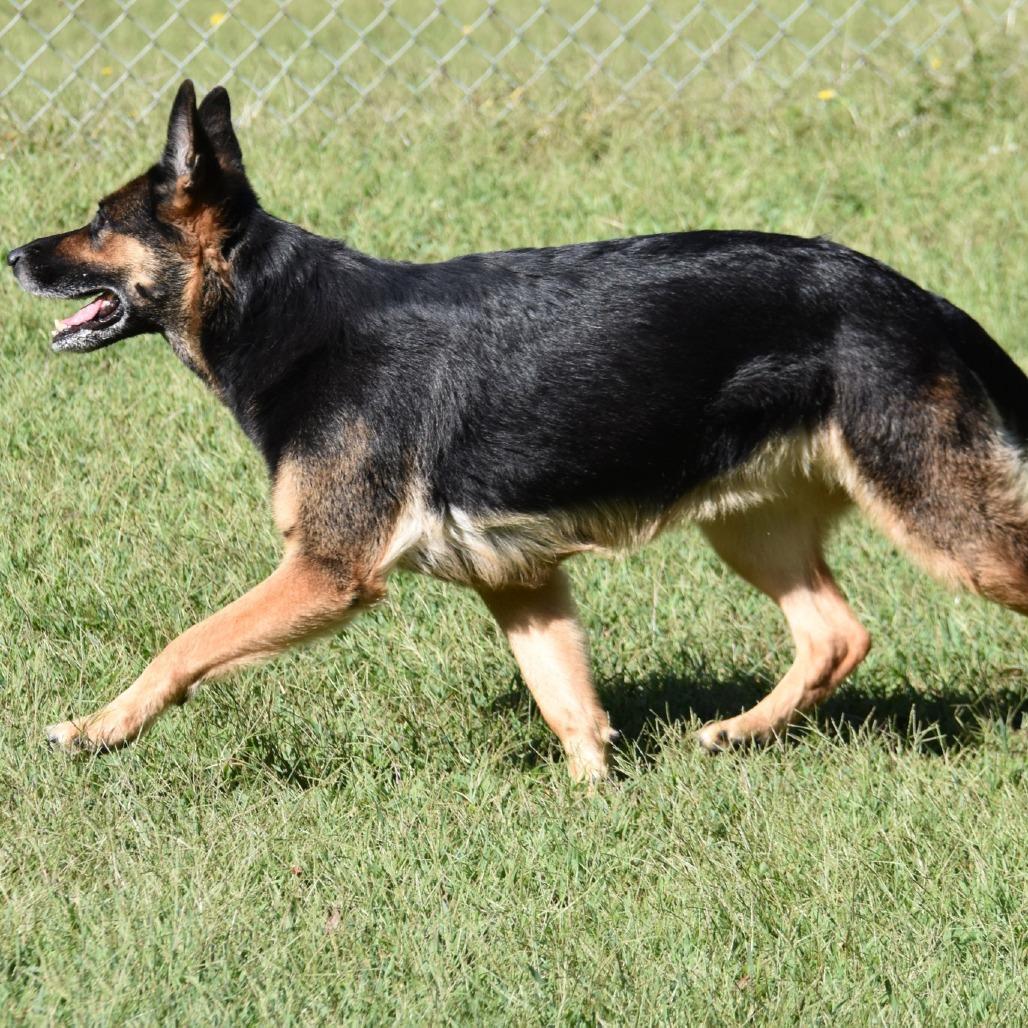 Enlarge Helen, a Adoptable German Shepherd Dog in Columbus, NC image 1/6