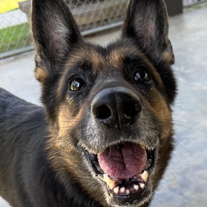 Enlarge Helen, a Adoptable German Shepherd Dog in Columbus, NC image 2/6