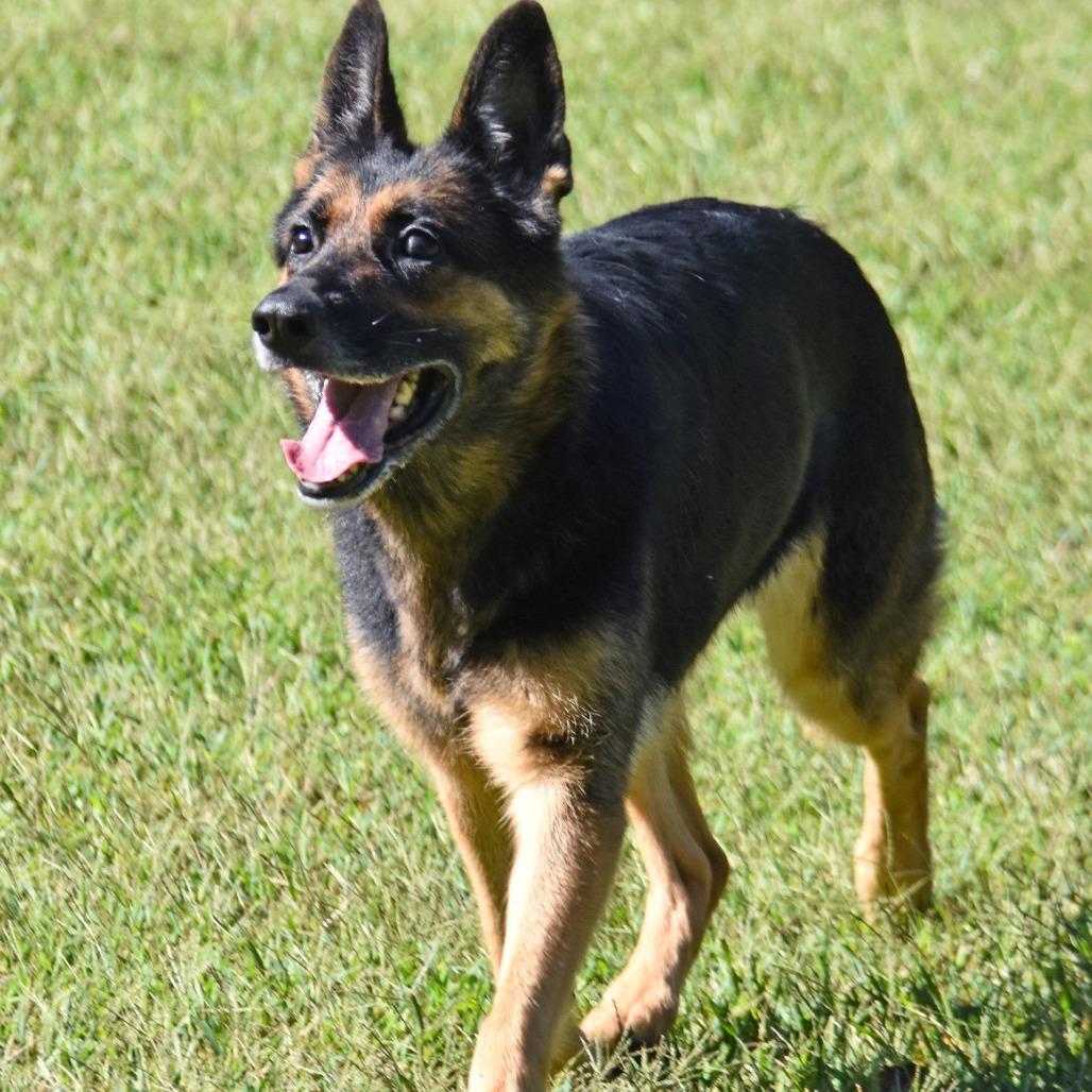 Enlarge Helen, a Adoptable German Shepherd Dog in Columbus, NC image 3/6