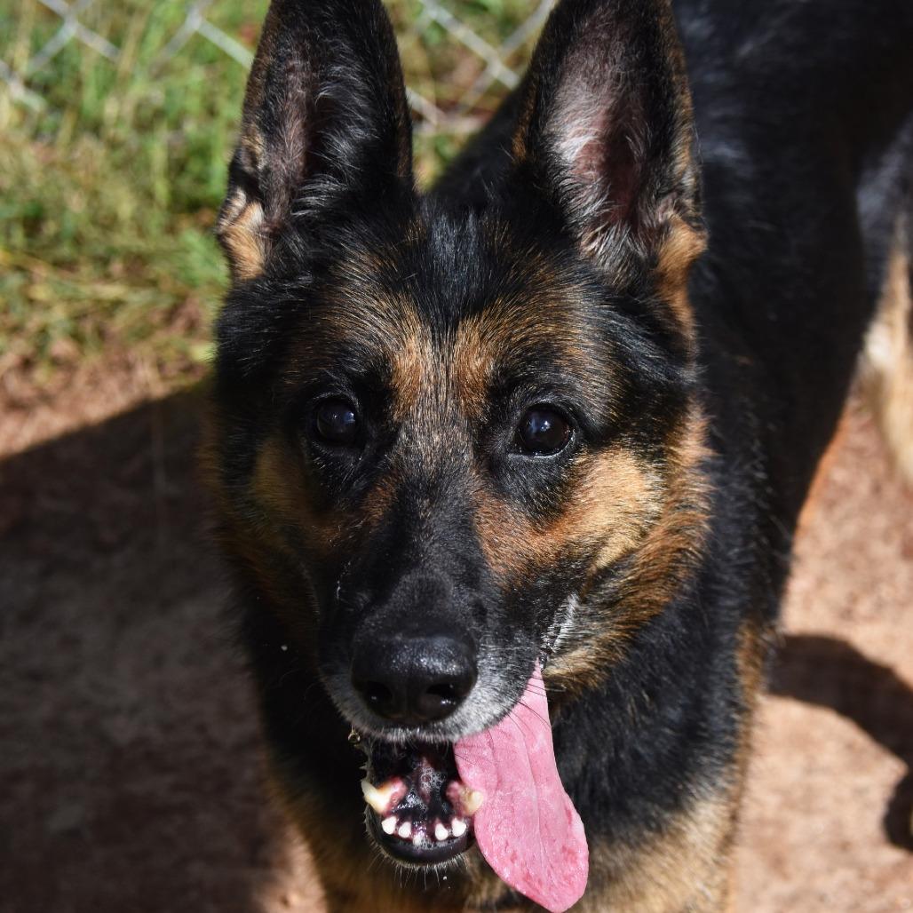 Enlarge Helen, a Adoptable German Shepherd Dog in Columbus, NC image 4/6