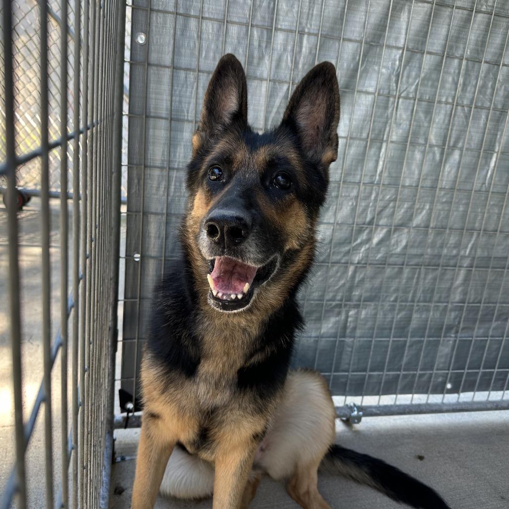 Enlarge Helen, a Adoptable German Shepherd Dog in Columbus, NC image 5/6
