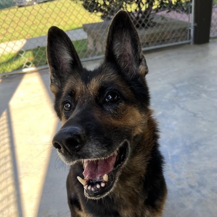 Enlarge Helen, a Adoptable German Shepherd Dog in Columbus, NC image 6/6