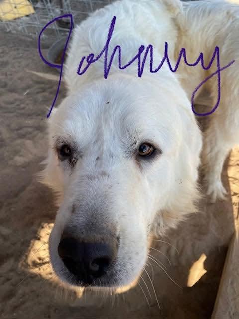 Enlarge Johnny, a Adoptable Great Pyrenees in Hamilton, MT image 1/1