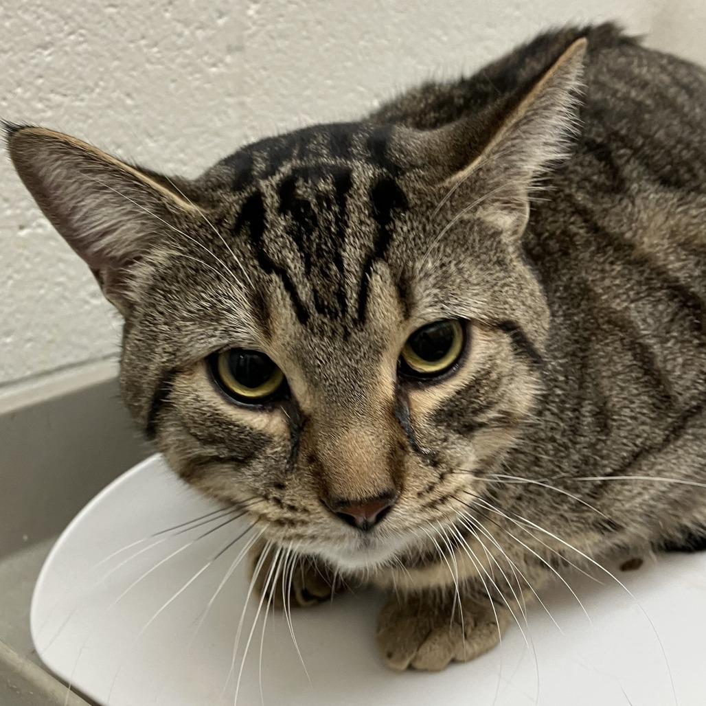 Enlarge Michelangelo - Chow Hound Knapp's Corner, a Adoptable Domestic Short Hair in Grand Rapids, MI image 1/1