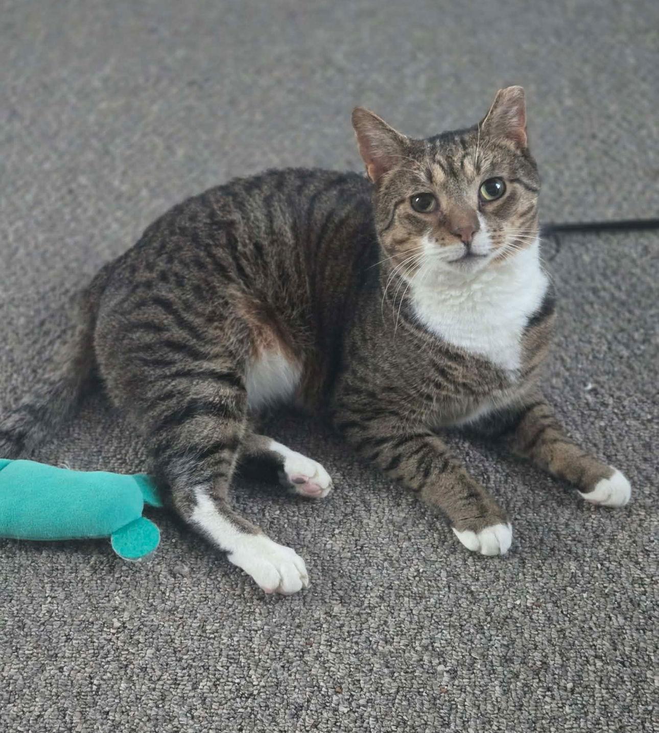 Walnut, Adoptable, Adult Male Domestic Short Hair.