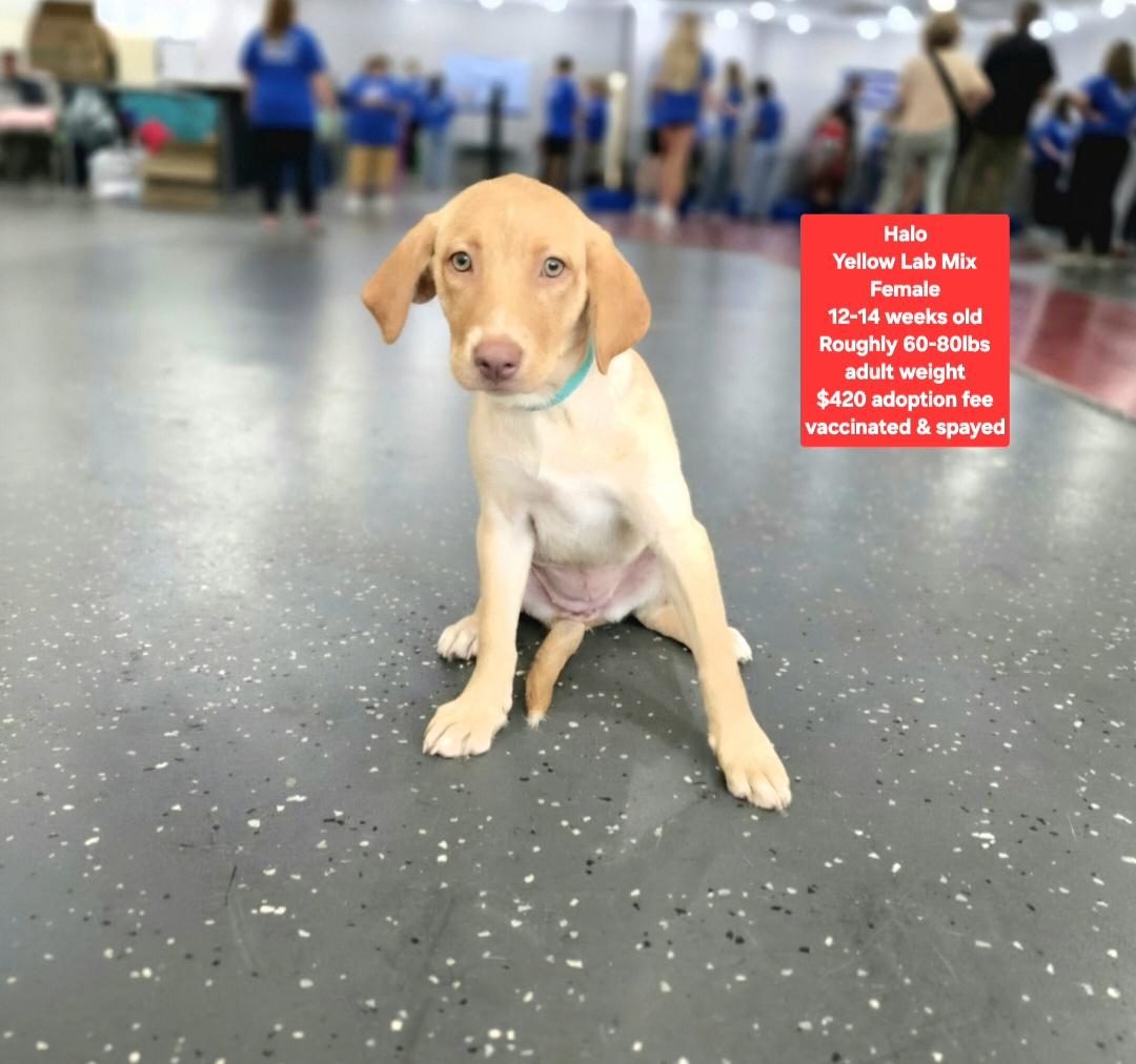 Enlarge Halo, a ADOPTABLE mixed breed in Oviedo, FL image 1/1